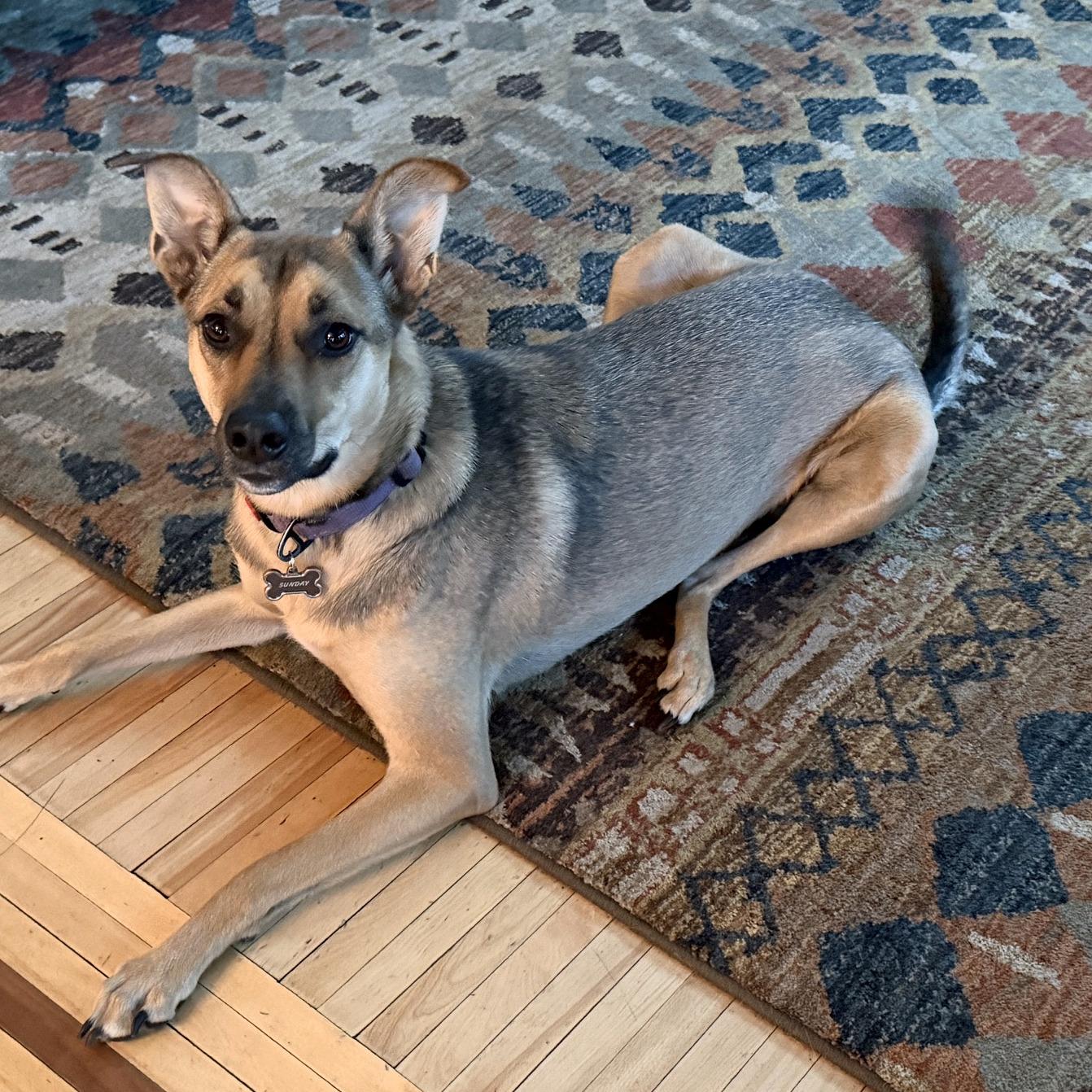 Enlarge Sunday, a Adoptable mixed breed in Minneapolis, MN image 3/6