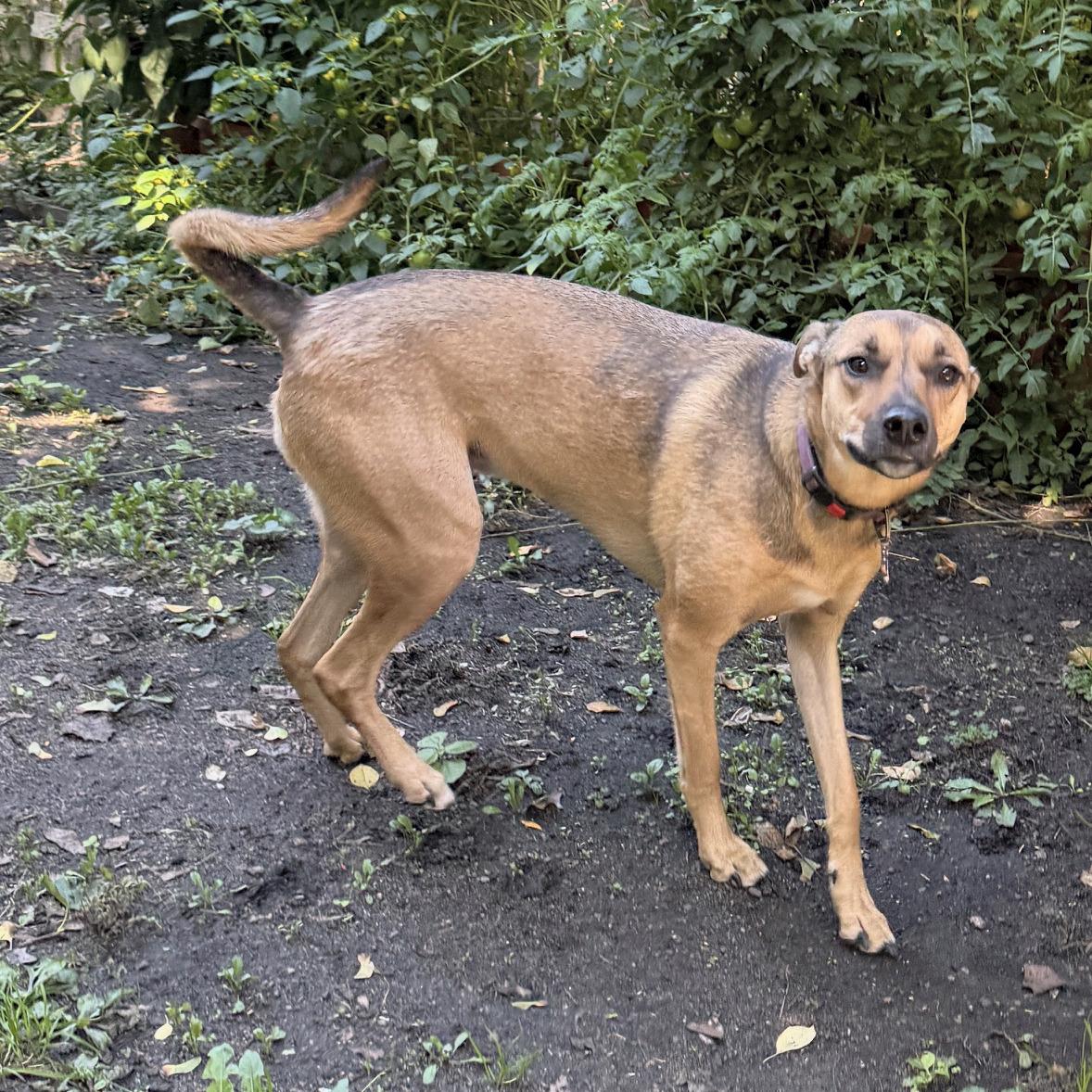 Enlarge Sunday, a Adoptable mixed breed in Minneapolis, MN image 6/6