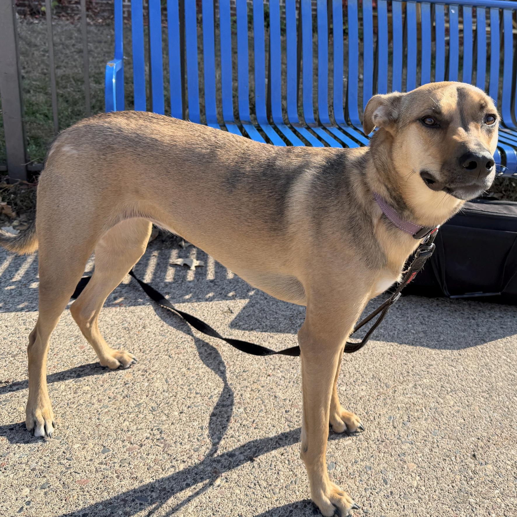 Enlarge Sunday, a Adoptable mixed breed in Minneapolis, MN image 4/6