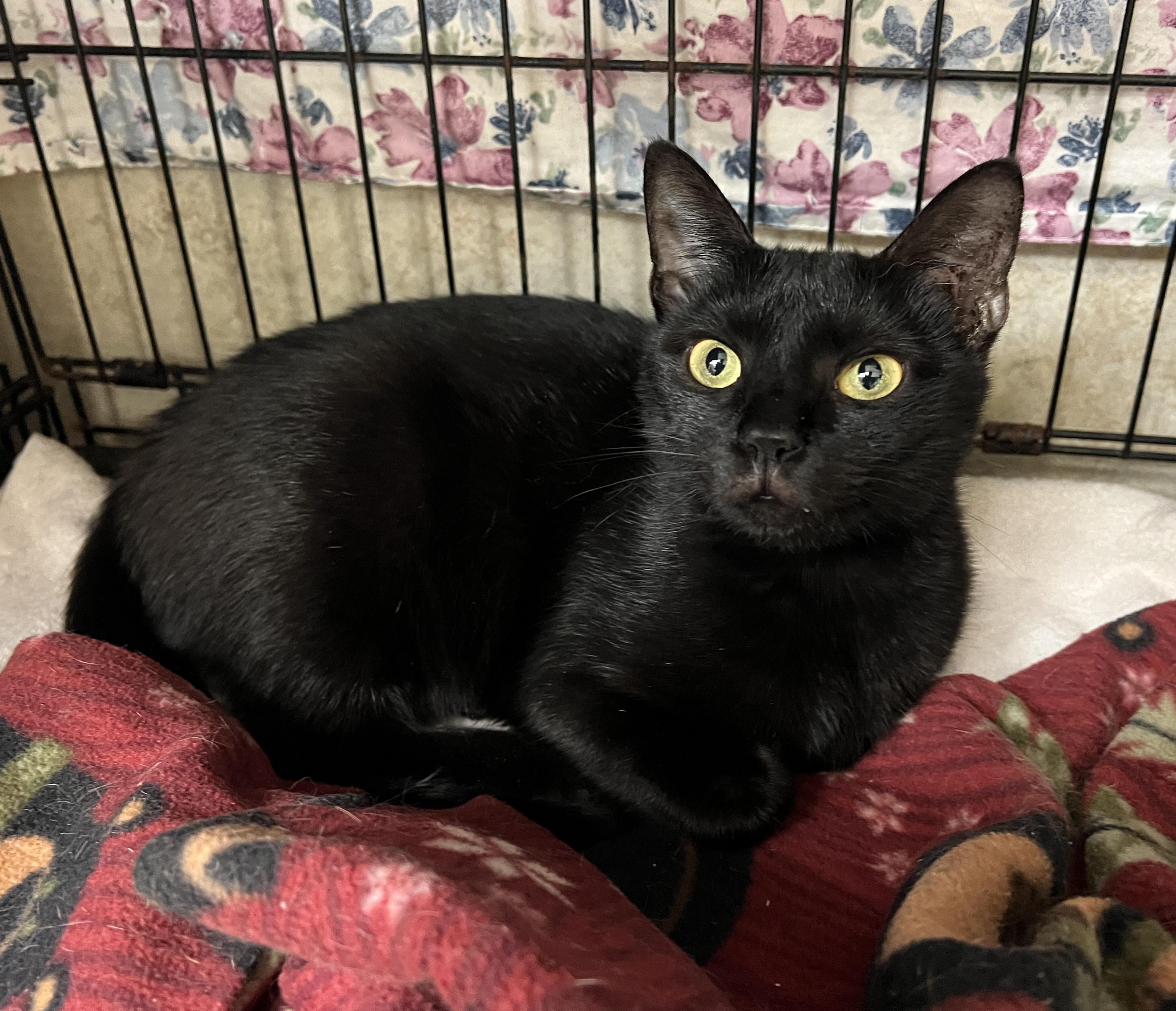 Mr Dinkles — thumbnail 2