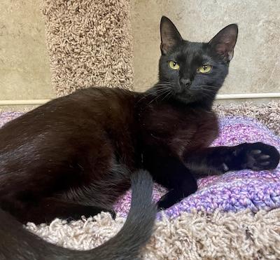 Mr Dinkles — thumbnail 4