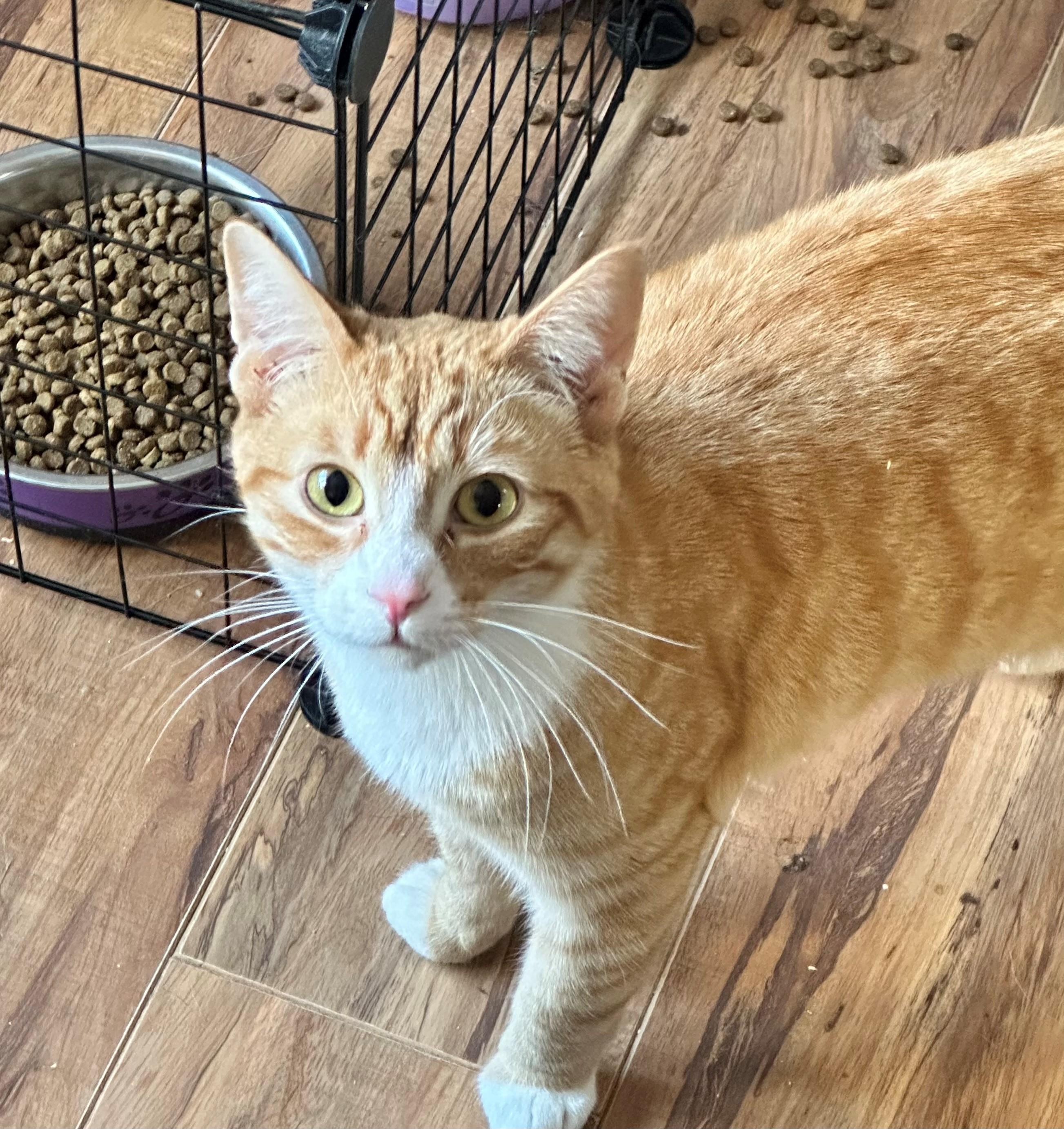 Milo, an adoptable Domestic Short Hair in Coalhurst, AB, T0L 0V0 | Photo Image 1