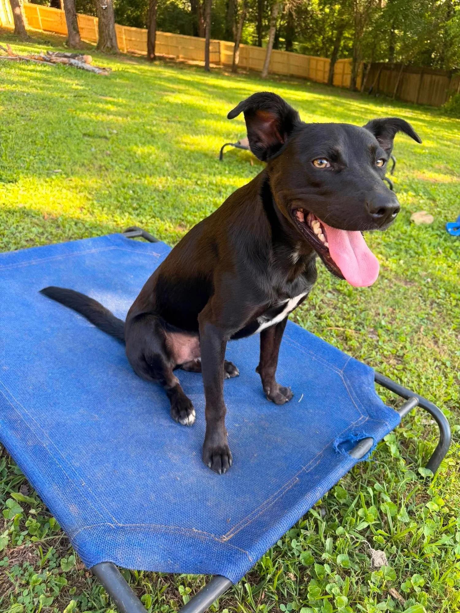 Lilo, a Adoptable mixed breed in Huntsville, AL image 4/5