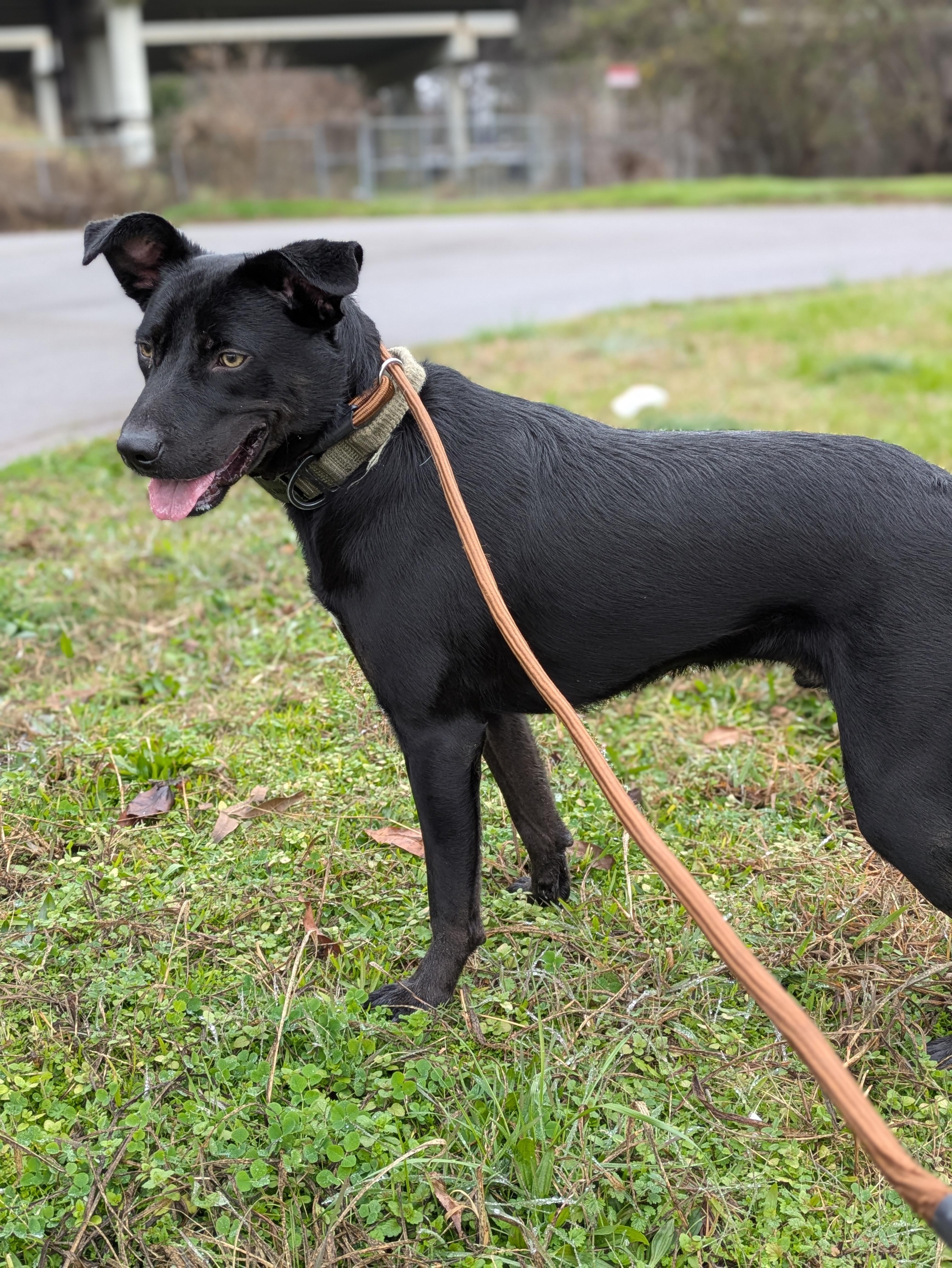 Lilo, Adoptable, Adult Male Black Labrador Retriever.