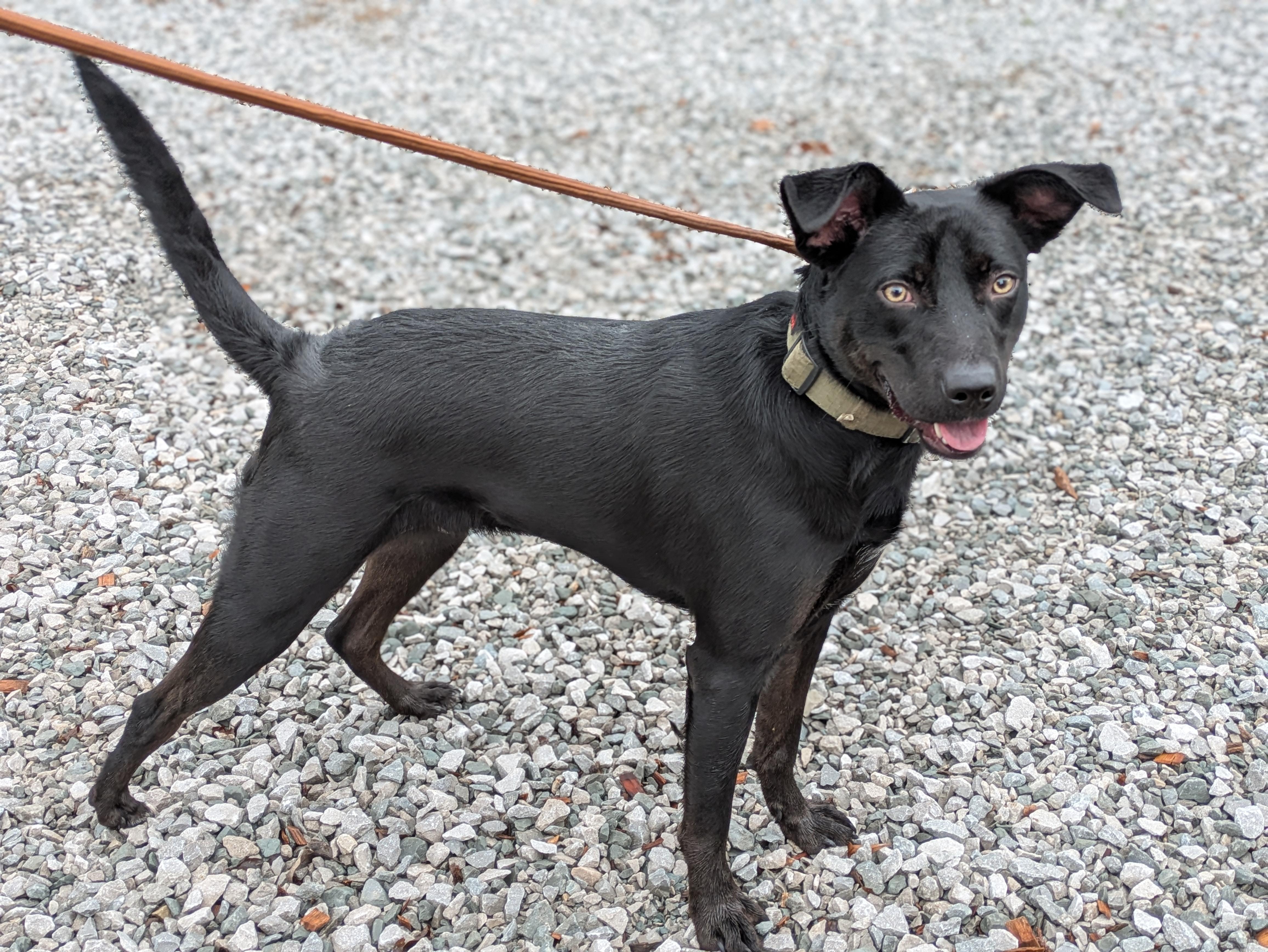 Enlarge Lilo, a Adoptable Black Labrador Retriever in Huntsville, AL image 2/4