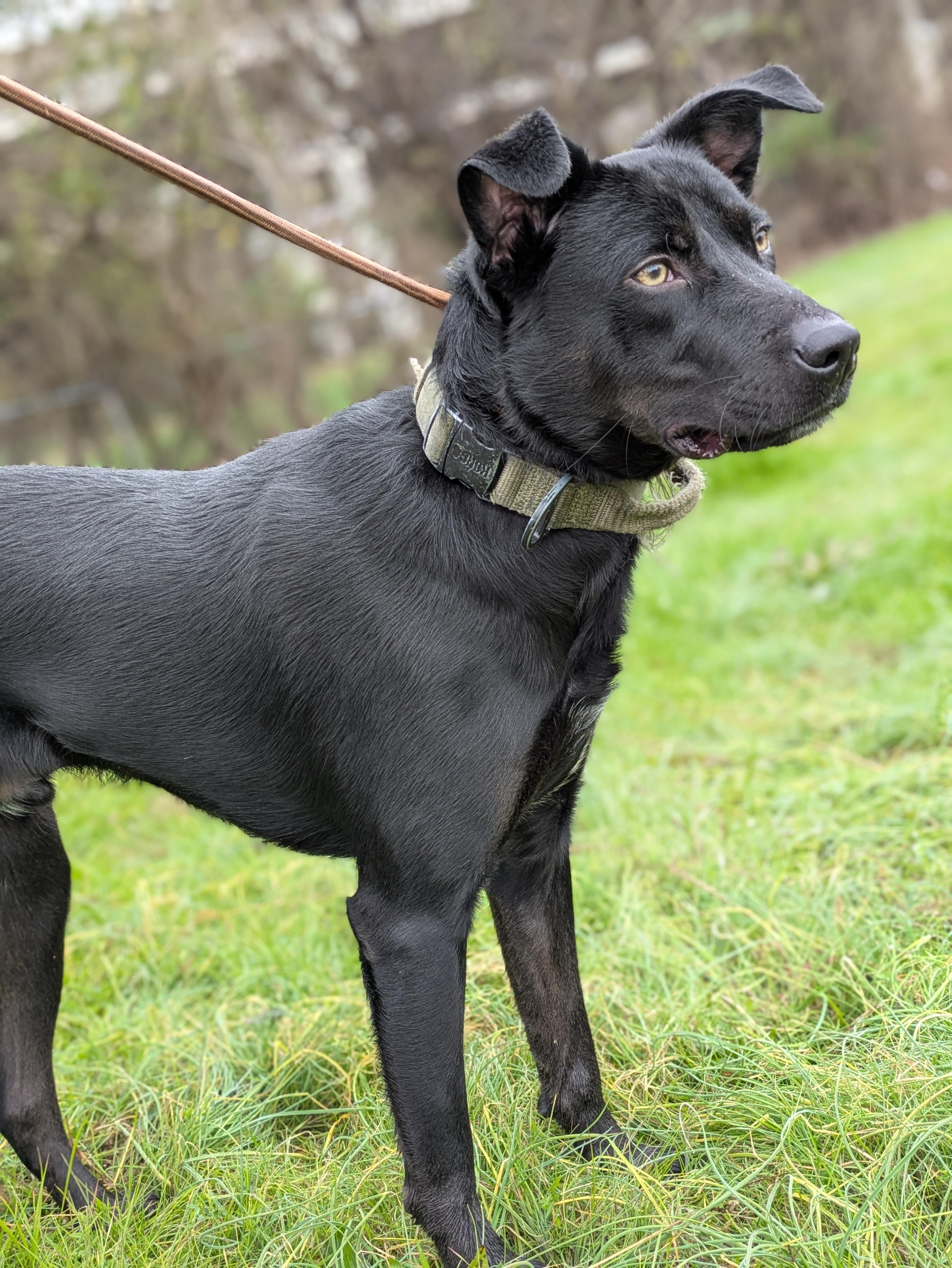 Enlarge Lilo, a Adoptable Black Labrador Retriever in Huntsville, AL image 3/4