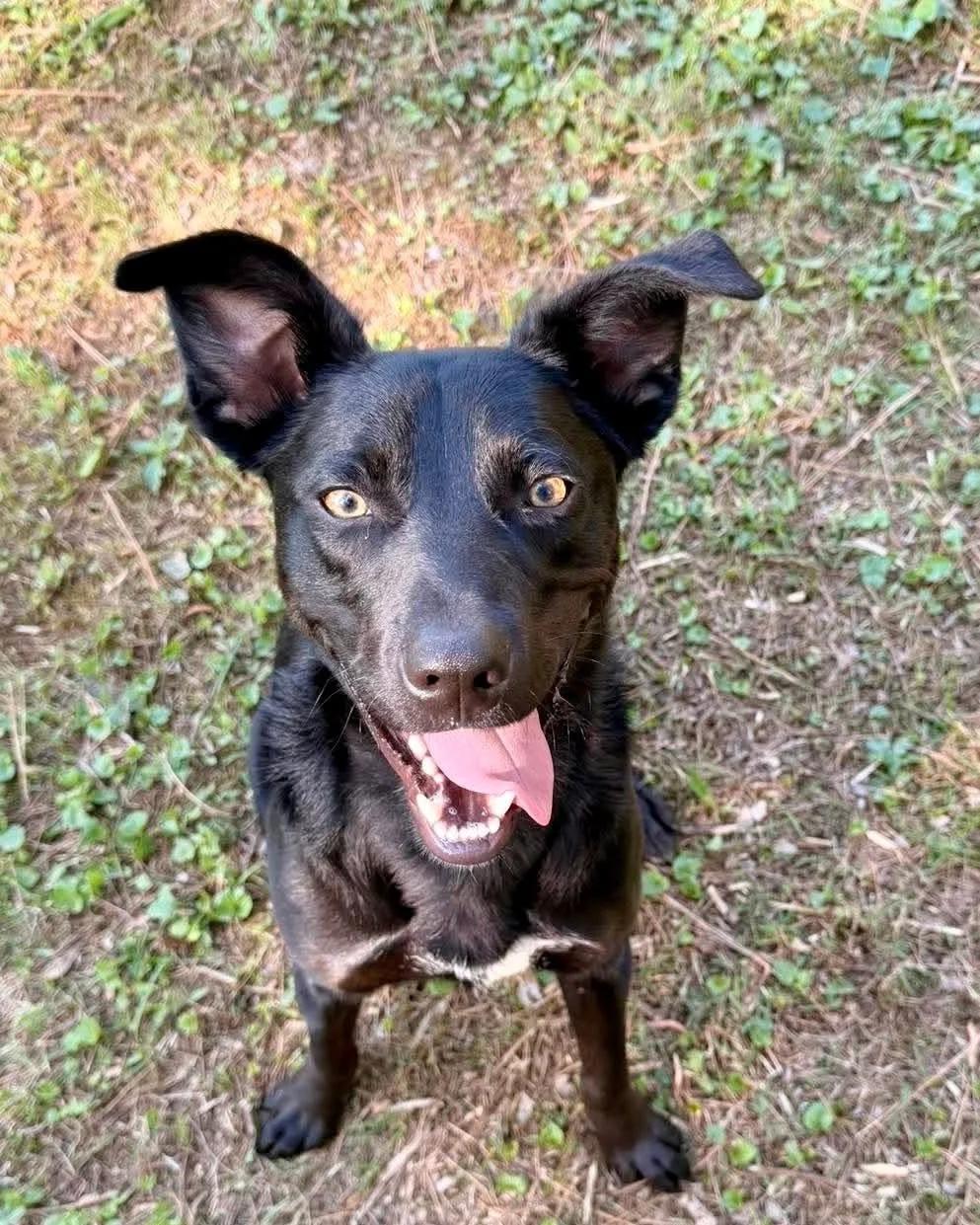 Lilo, a Adoptable mixed breed in Huntsville, AL image 5/5