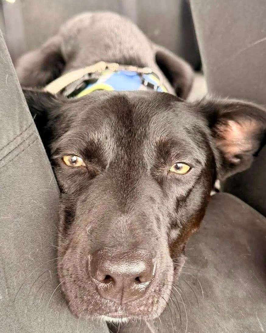 Lilo, a Adoptable mixed breed in Huntsville, AL image 2/5