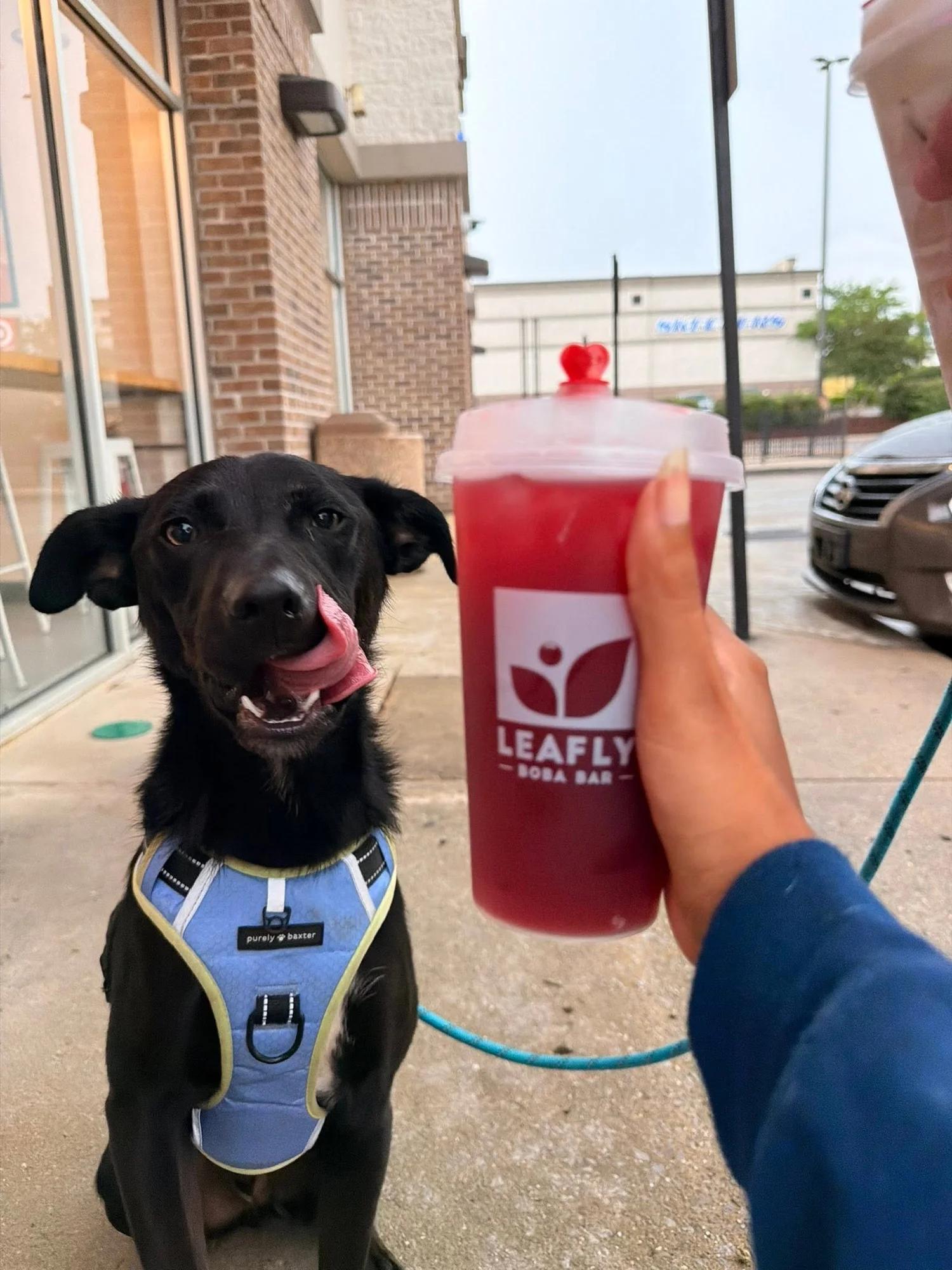 Lilo, a Adoptable mixed breed in Huntsville, AL image 3/5
