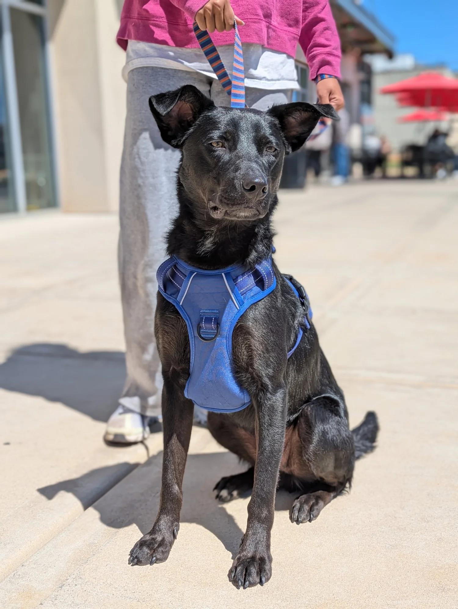 Lilo, a Adoptable mixed breed in Huntsville, AL image 1/5