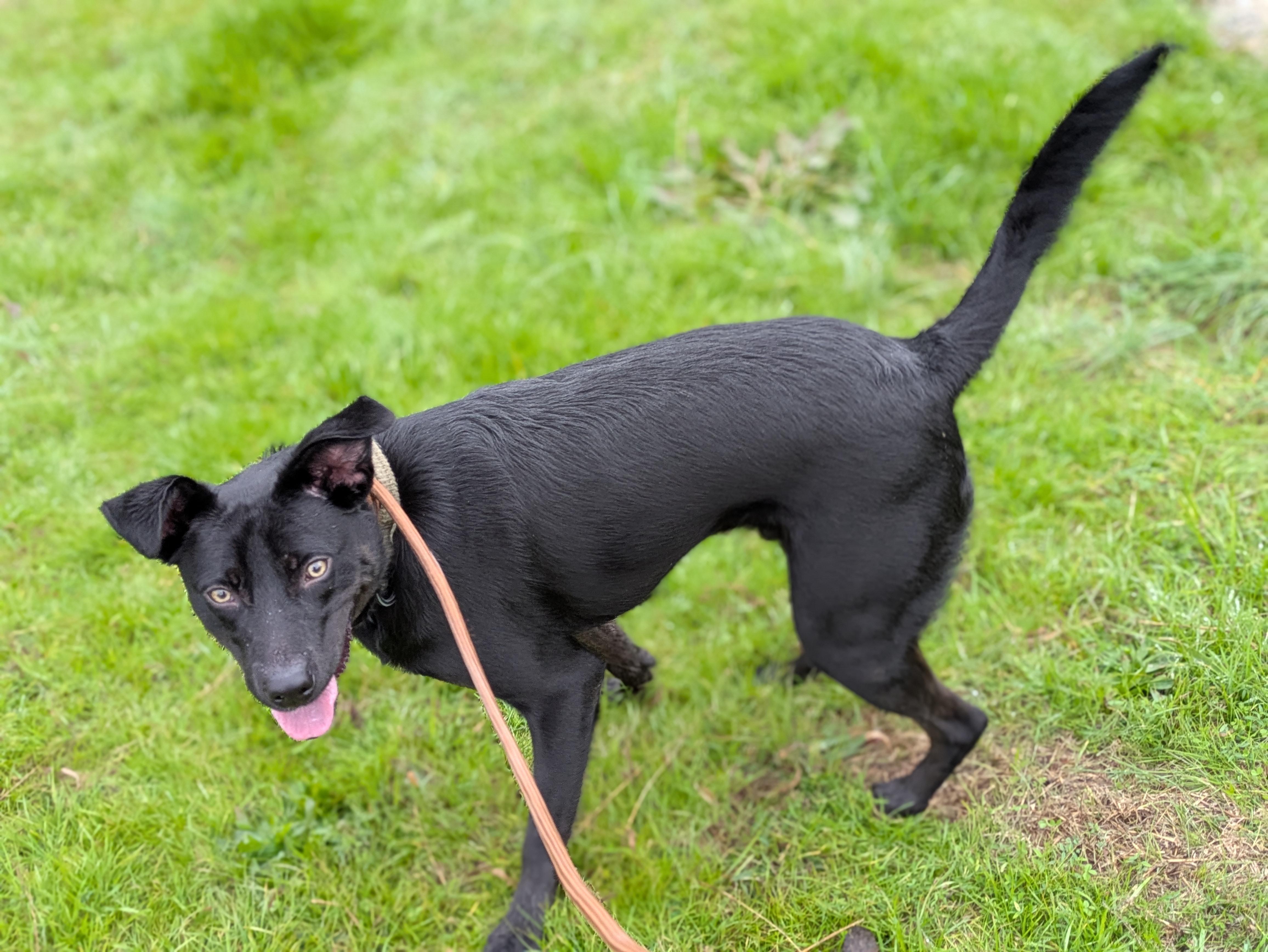 Enlarge Lilo, a Adoptable Black Labrador Retriever in Huntsville, AL image 4/4