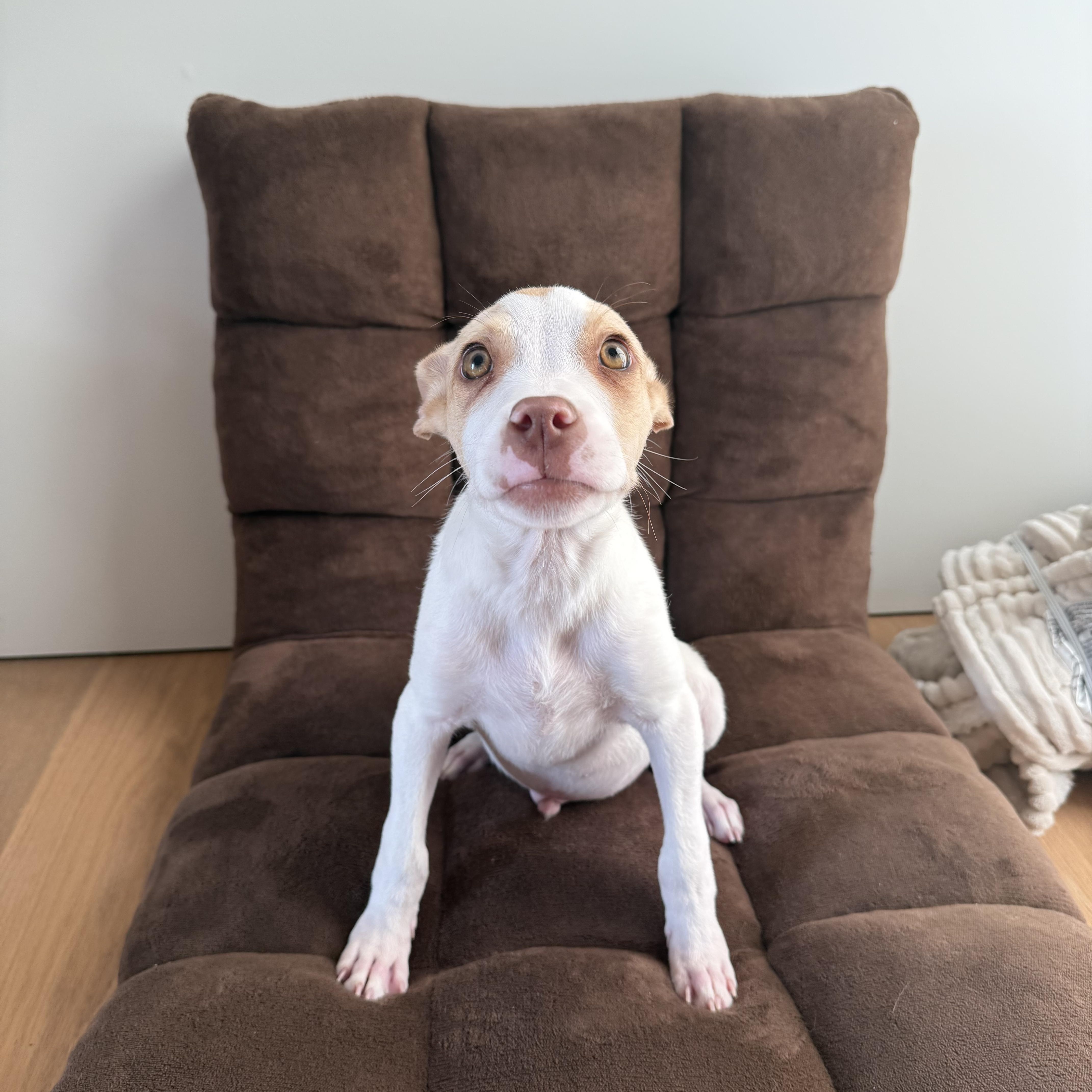 Snout~ Amber Eyed Sweetie thumbnail 2