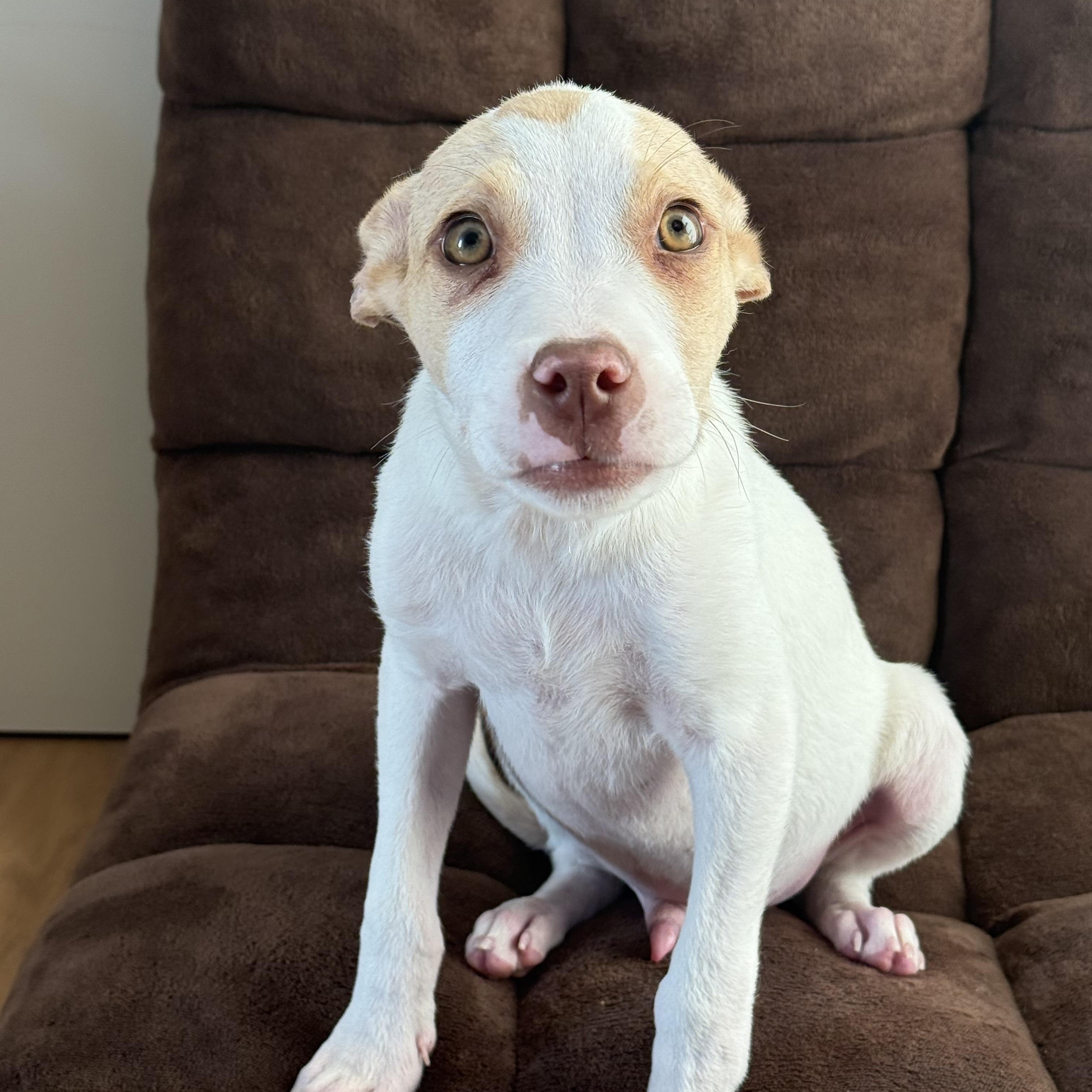 Snout~ Amber Eyed Sweetie thumbnail 3