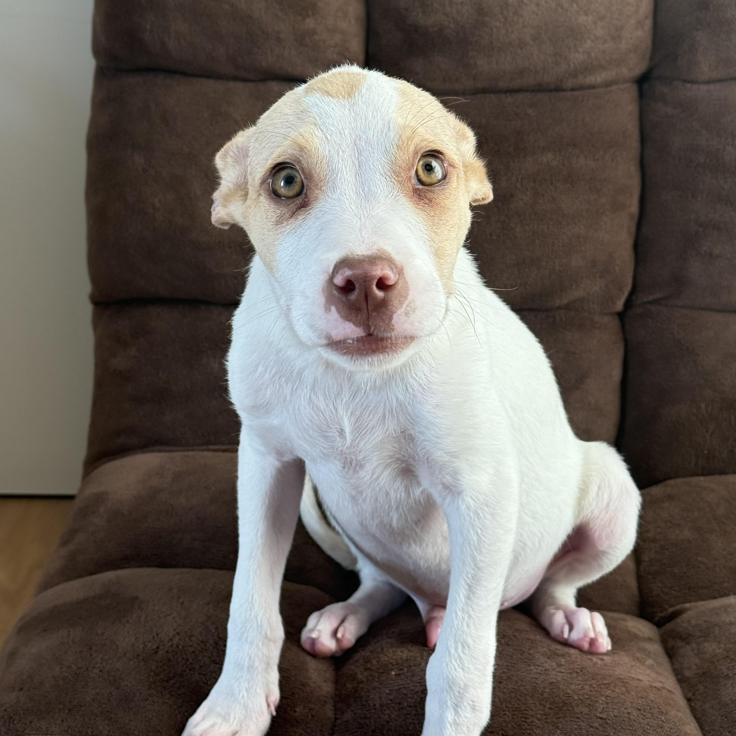 Snout~ Amber Eyed Sweetie thumbnail 4