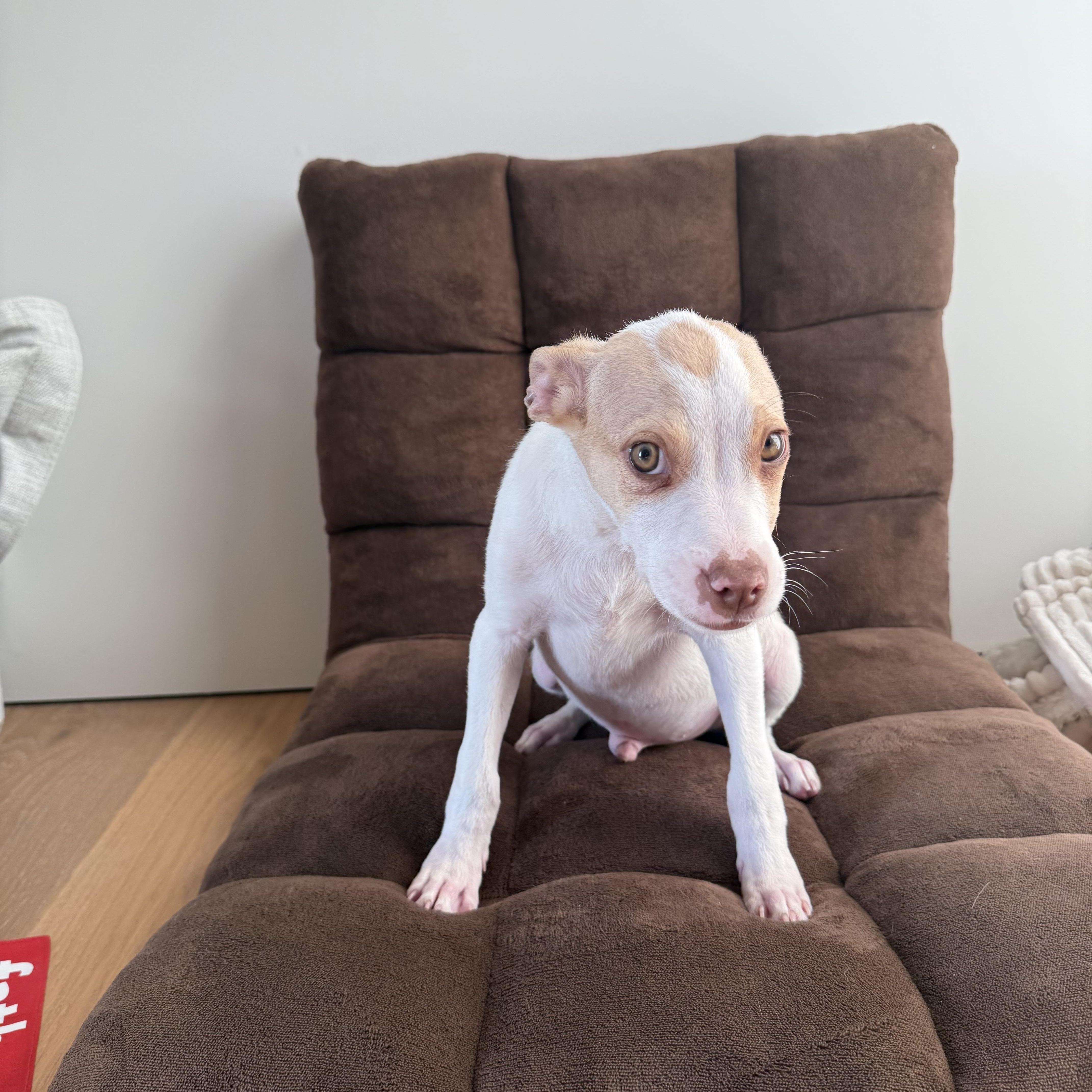 Snout~ Amber Eyed Sweetie thumbnail 5