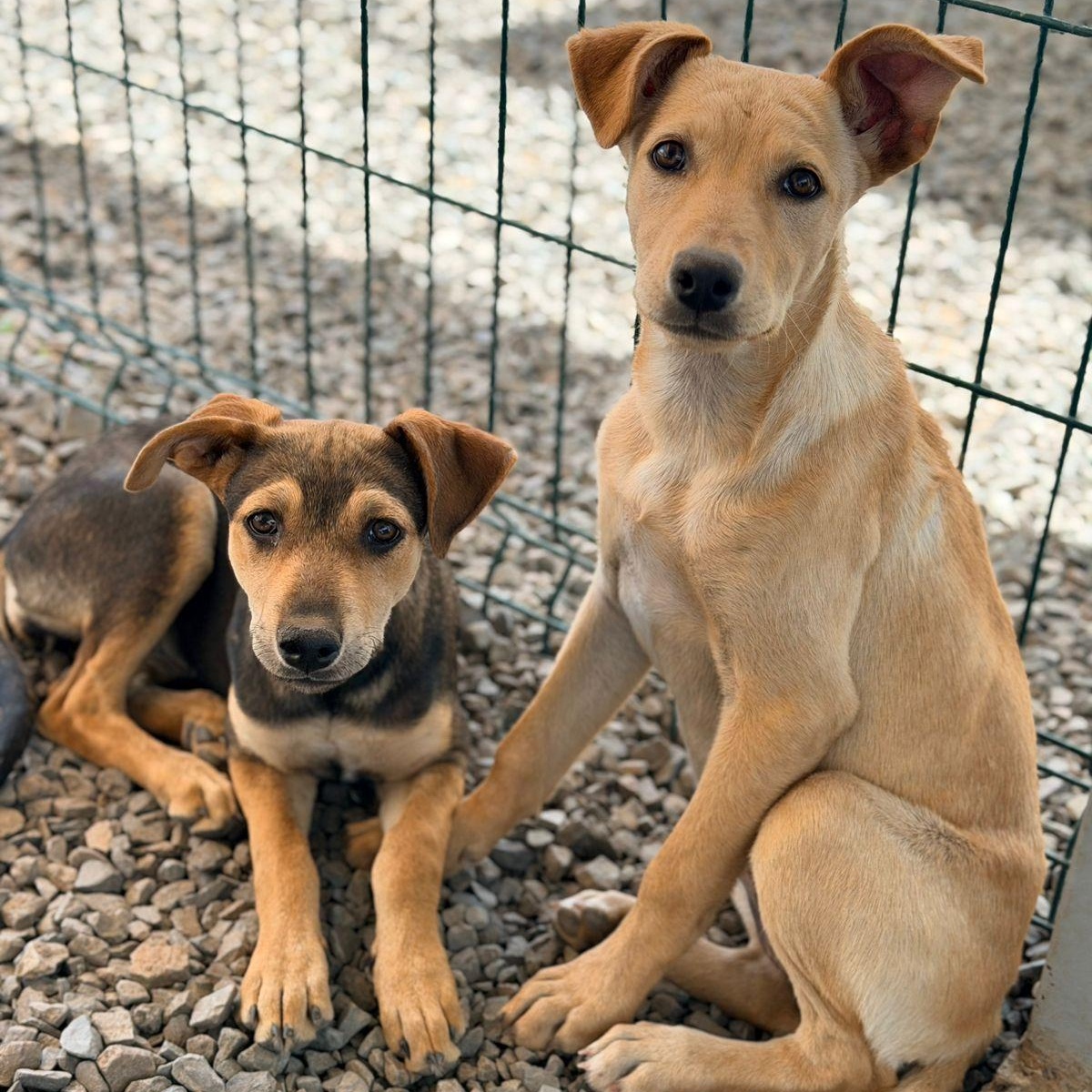Enlarge Nala, an adoptable mixed breed in Willington, CT image 5/5