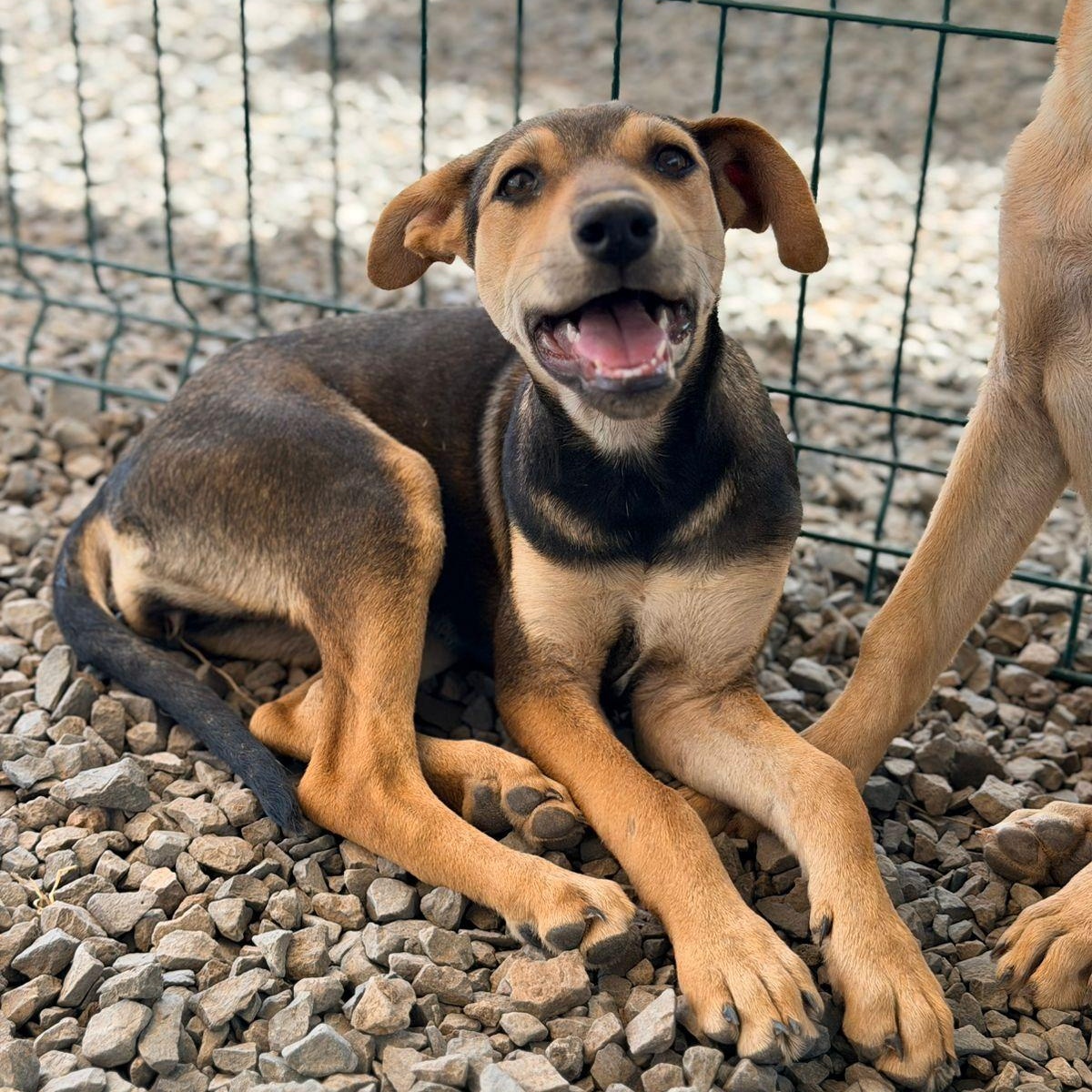 Enlarge Nala, an adoptable mixed breed in Willington, CT image 2/5