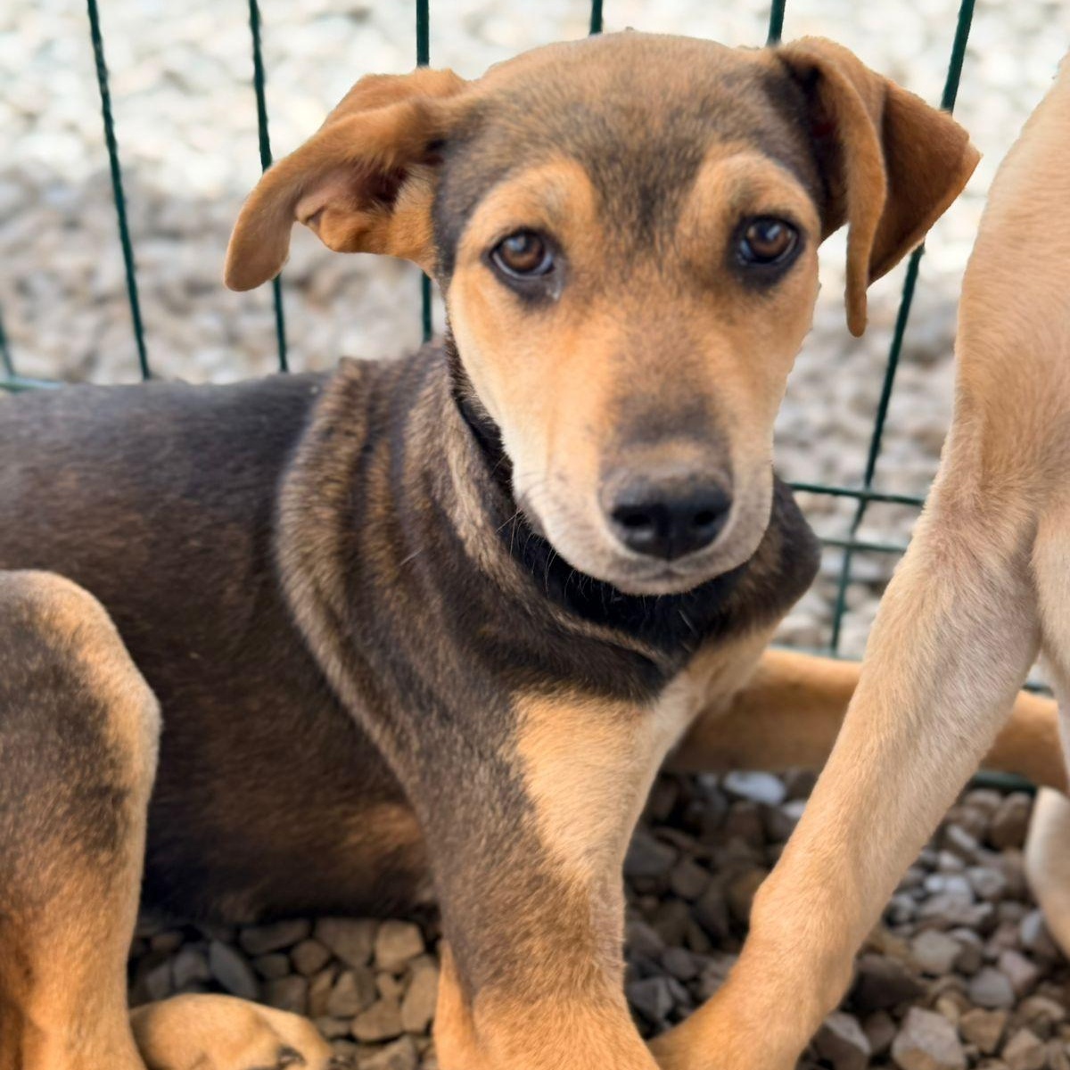 Enlarge Nala, an adoptable mixed breed in Willington, CT image 4/5