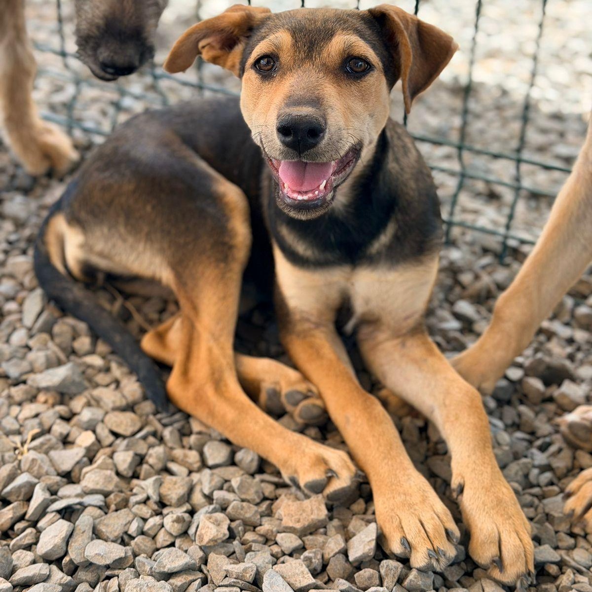 Nala, adoptable, Puppy Female Hound & Shepherd.
