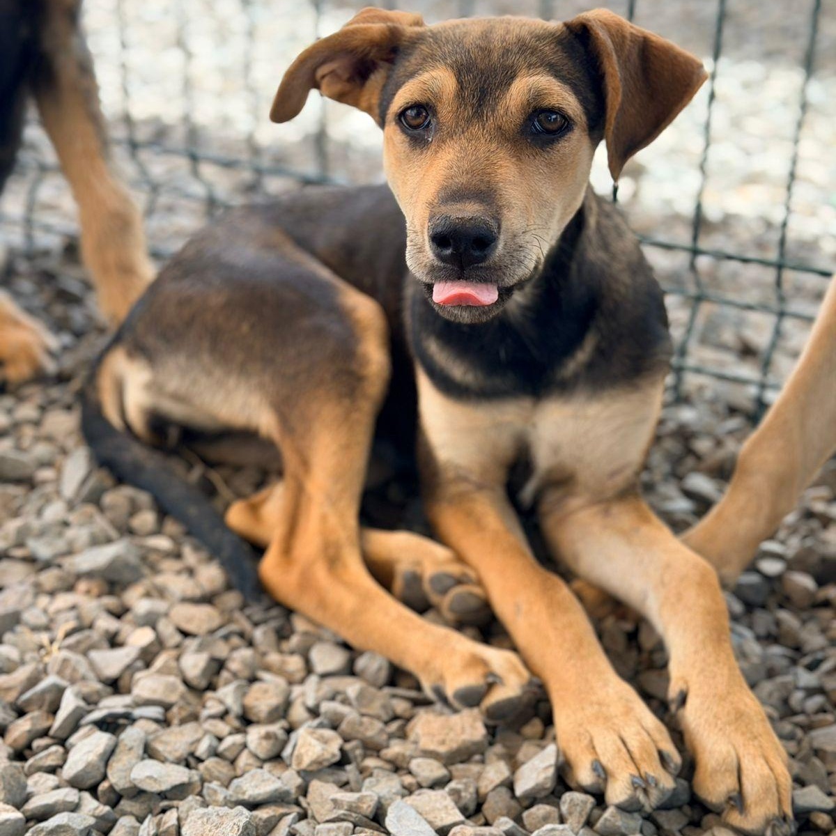 Enlarge Nala, an adoptable mixed breed in Willington, CT image 3/5