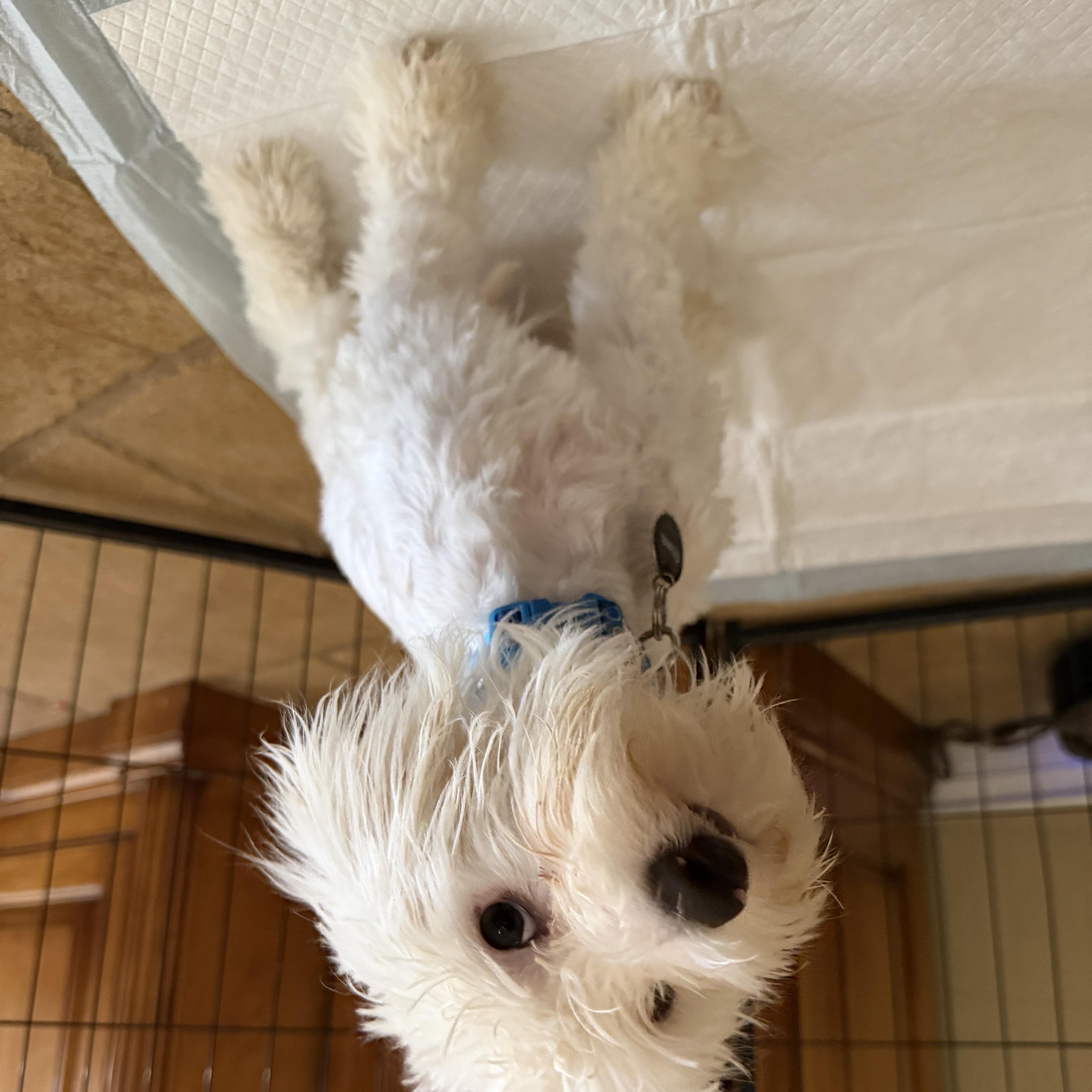 Enlarge Axel, a Adoptable mixed breed in Phoenix, AZ image 4/4