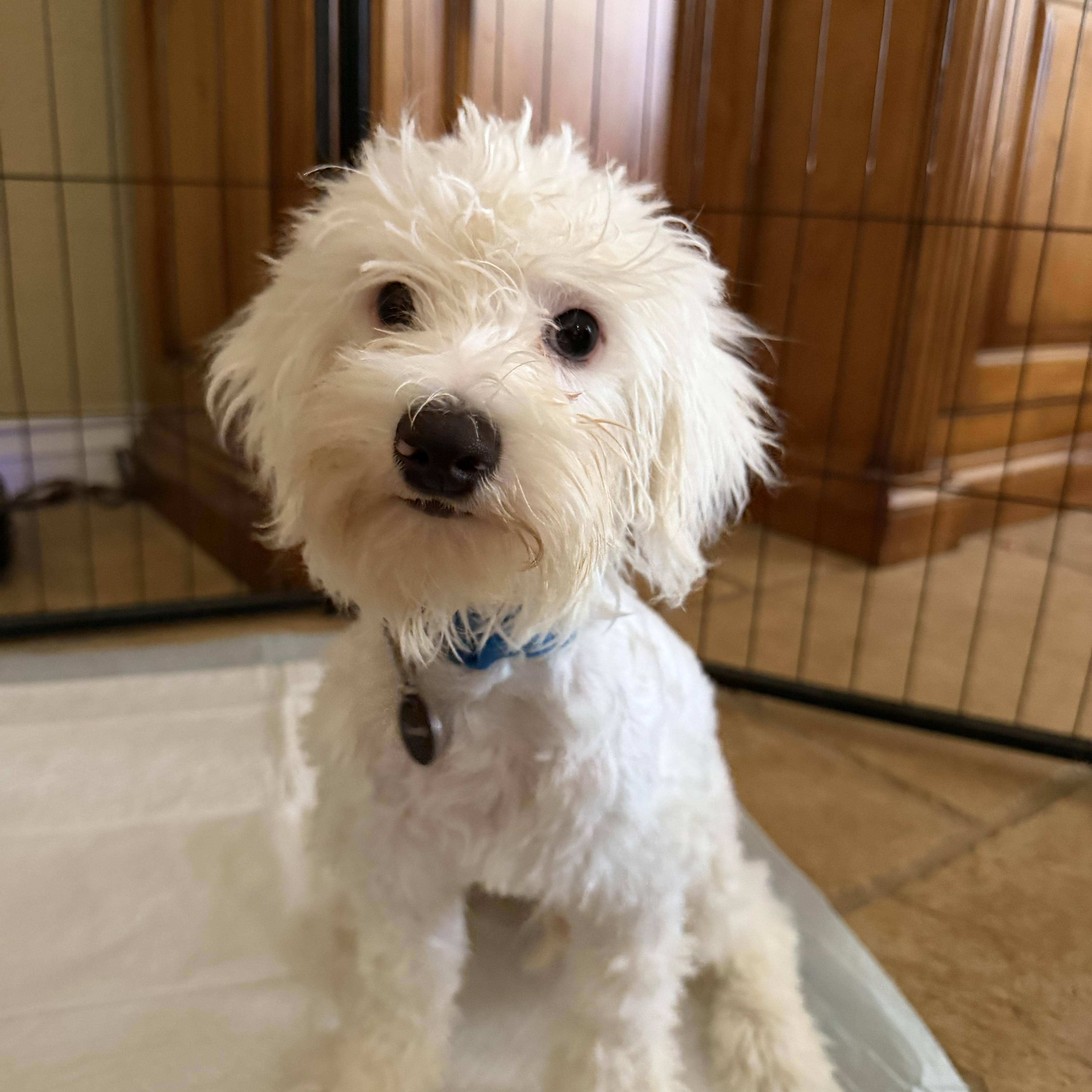 Axel, Adoptable, Puppy Male Poodle.