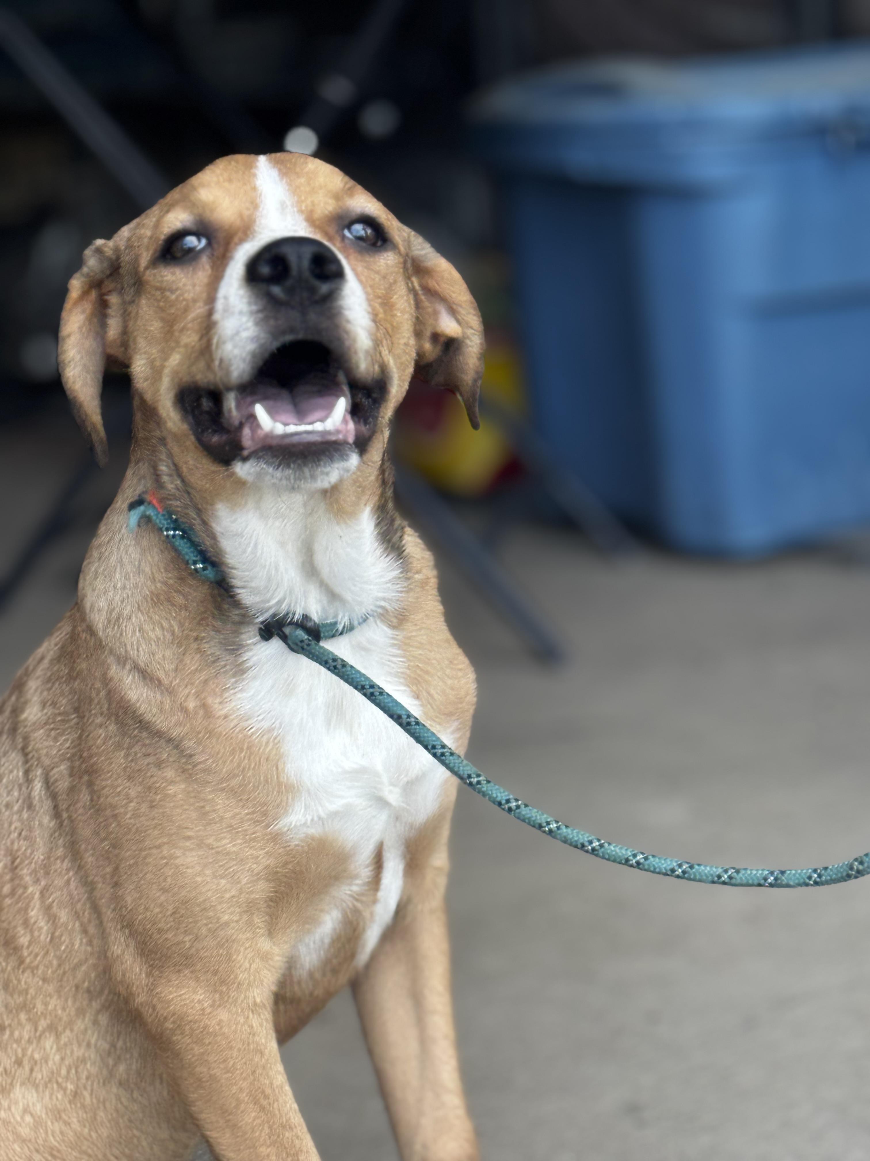 Enlarge Cooper, a Adoptable Mixed Breed in O Fallon , MO image 1/5