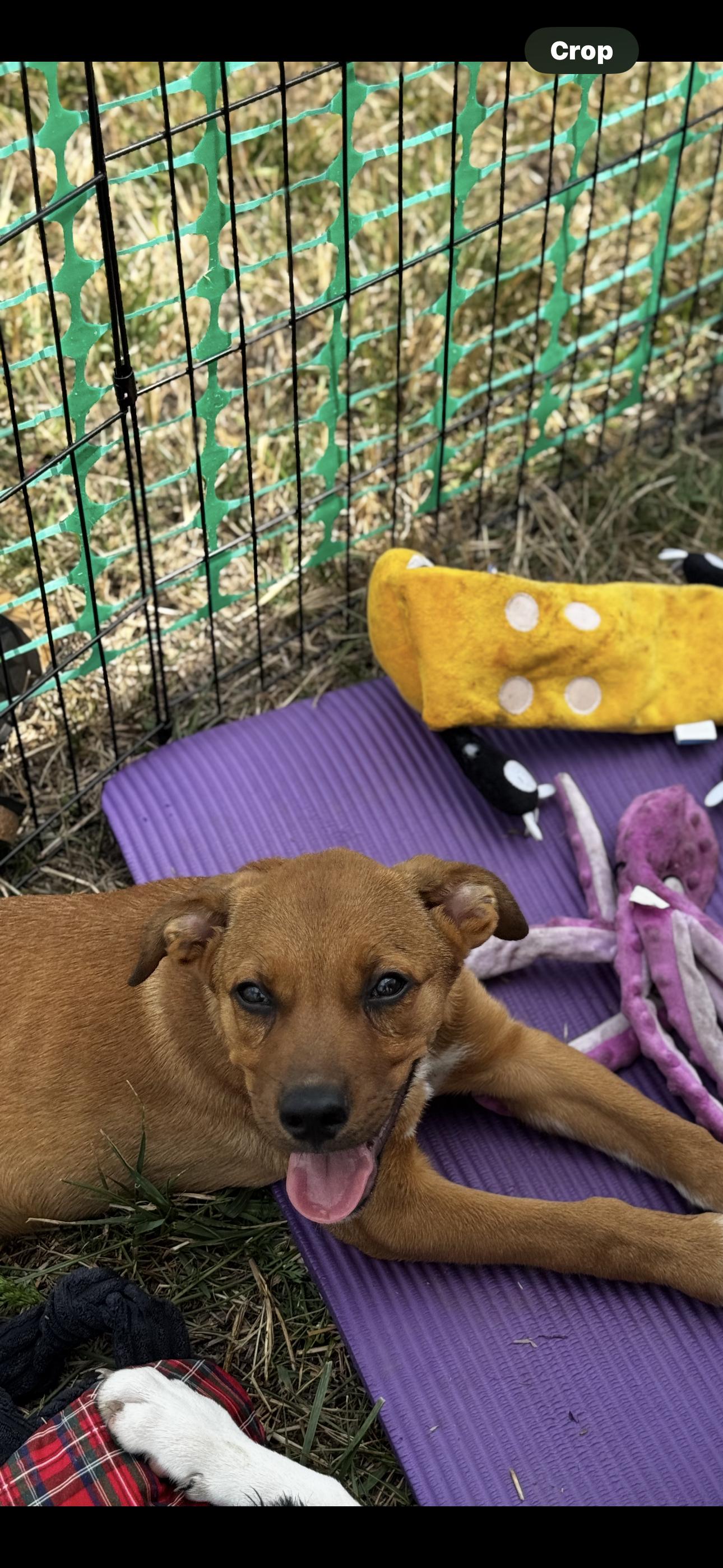 Cooper, Adoptable, Young Male Mixed Breed.