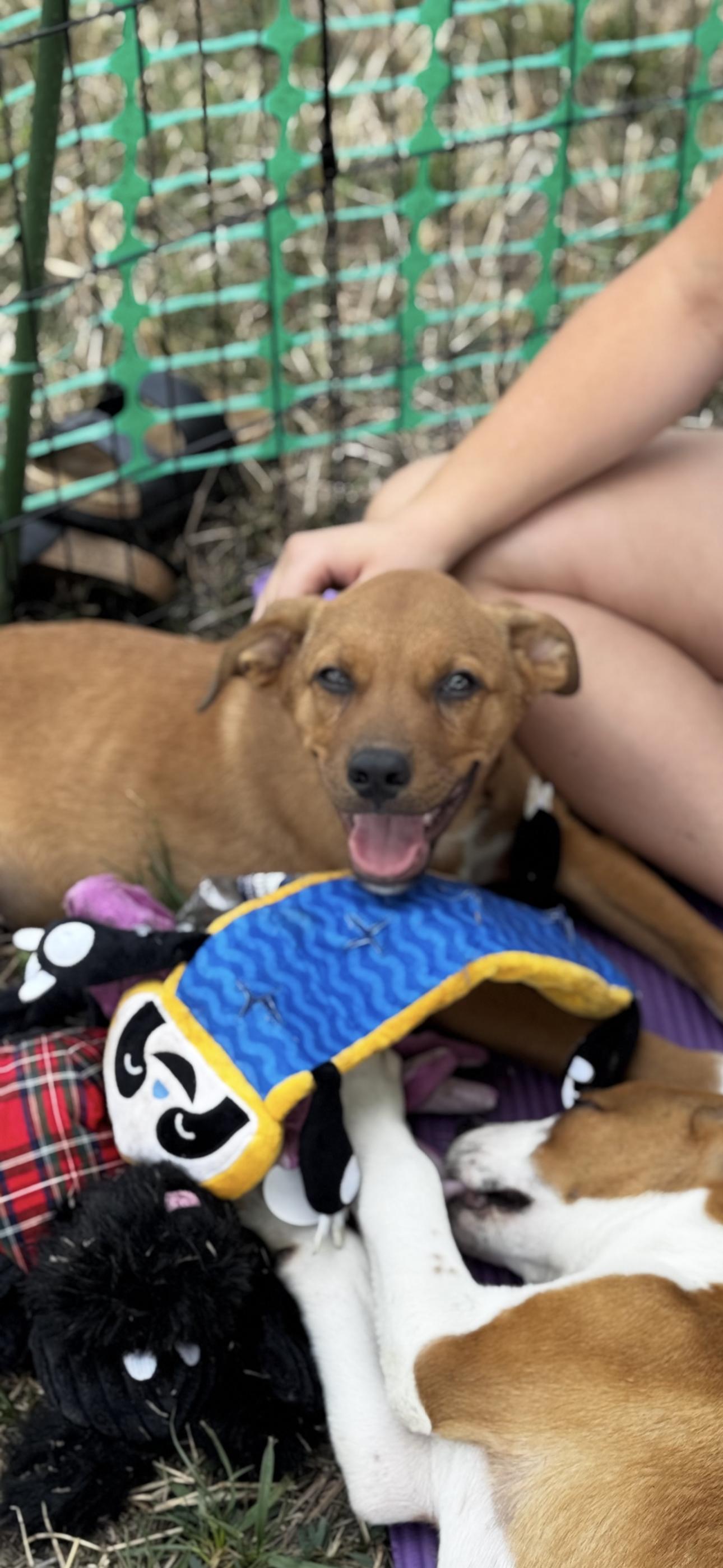 Enlarge Cooper, a Adoptable Mixed Breed in O Fallon , MO image 5/5