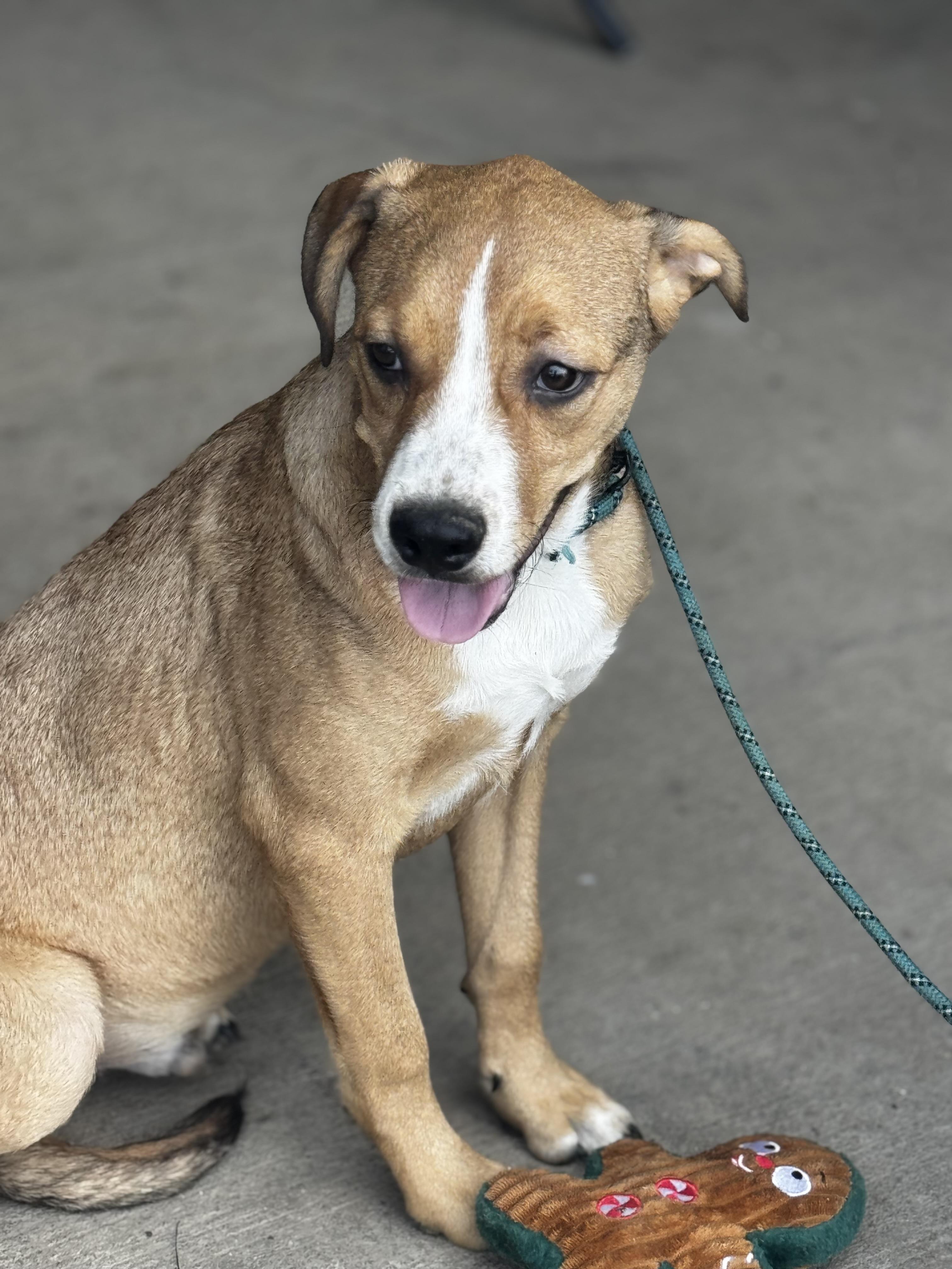 Enlarge Cooper, a Adoptable Mixed Breed in O Fallon , MO image 2/5