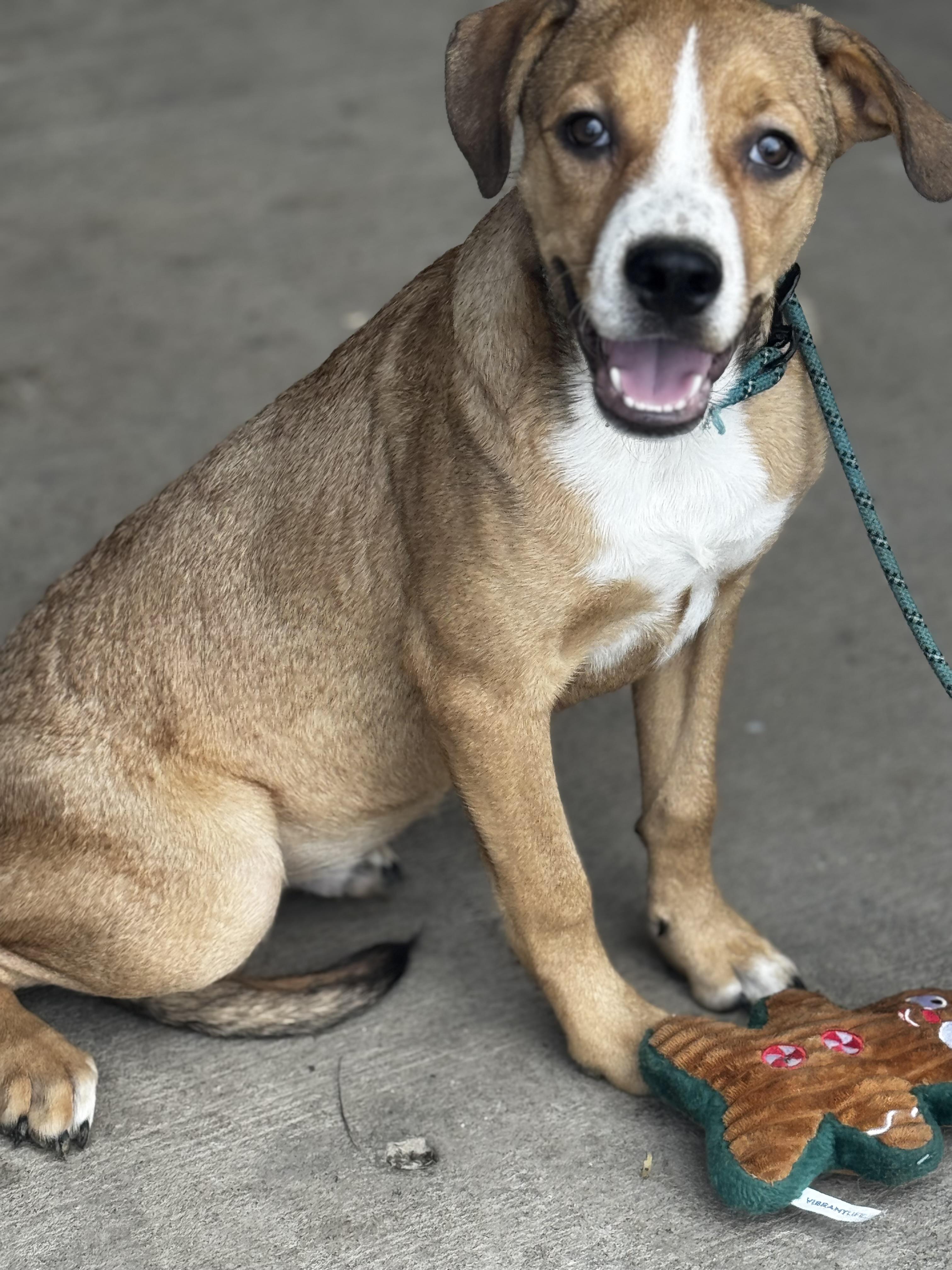 Enlarge Cooper, a Adoptable Mixed Breed in O Fallon , MO image 3/5