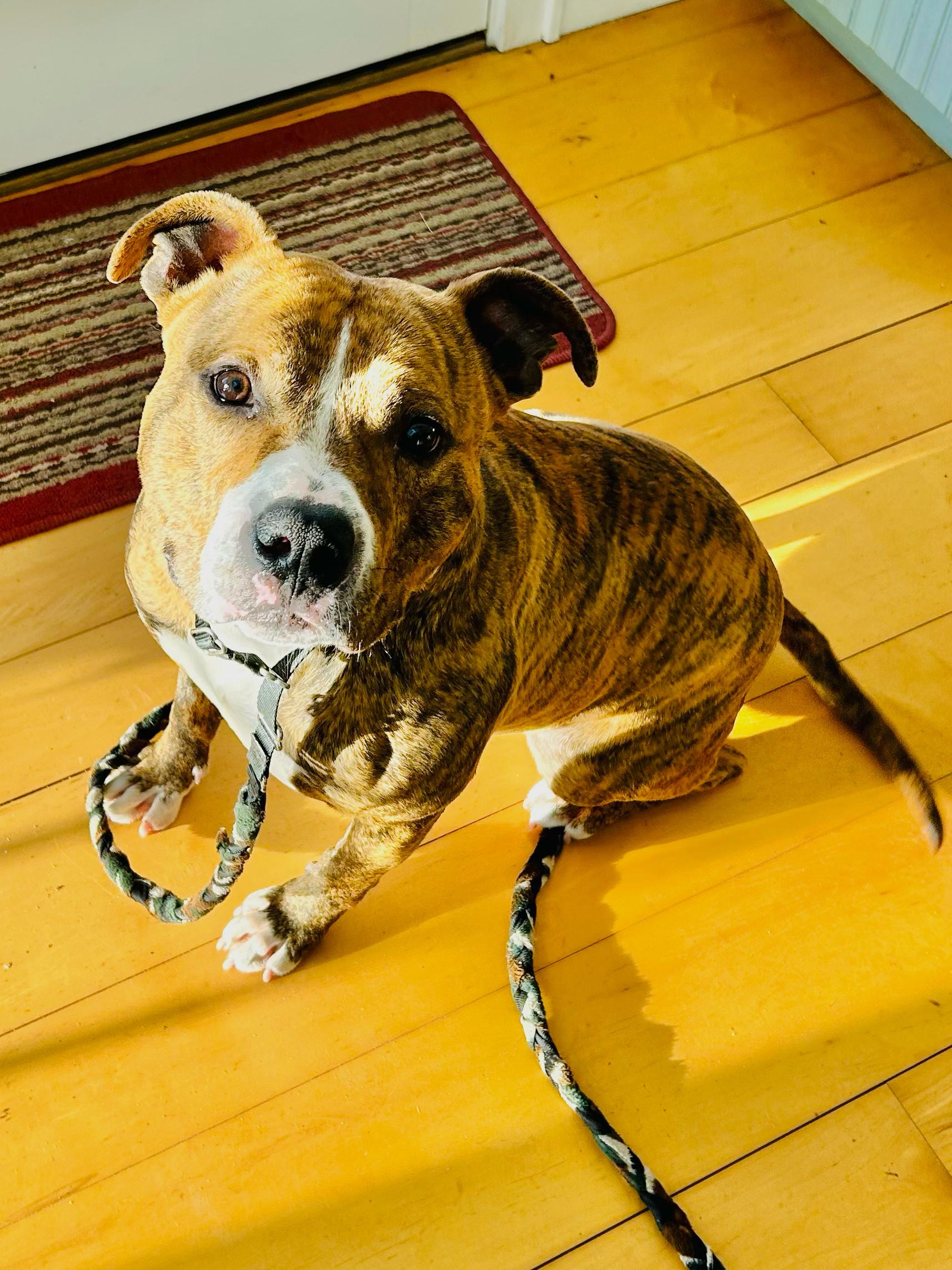 Enlarge Tremper, a Adopted Pit Bull Terrier in Accord, NY image 1/3