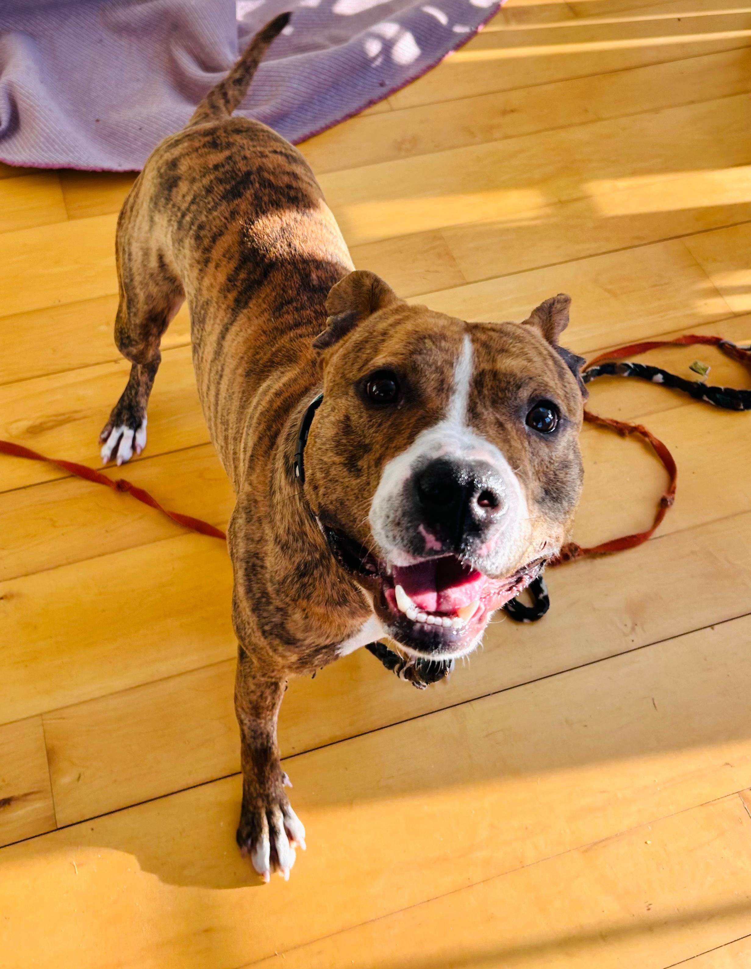 Tremper, Adopted, Young Male Pit Bull Terrier.