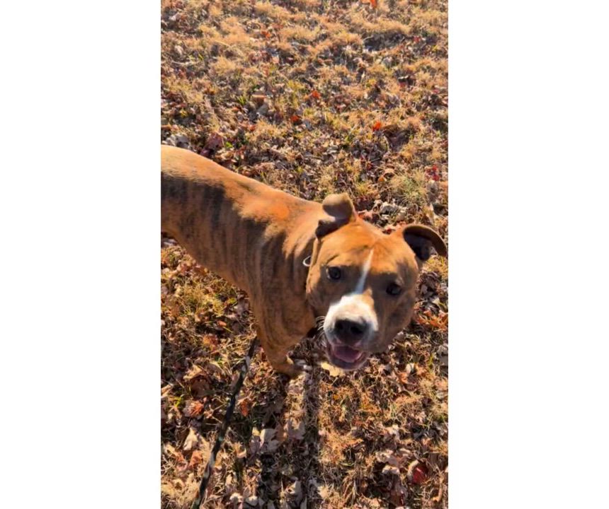 Enlarge Tremper, a Adopted Pit Bull Terrier in Accord, NY video 2/3