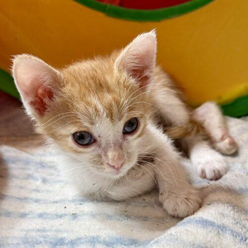 Lore, Adoptable, Kitten Male Domestic Short Hair.