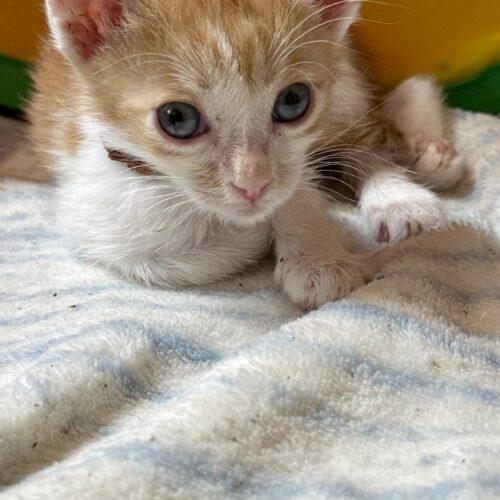 Enlarge Lore, a Adoptable Domestic Short Hair in Glendale, AZ image 2/5