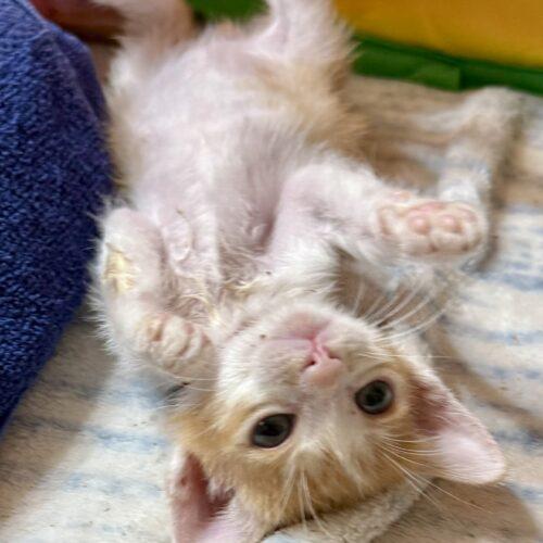 Enlarge Lore, a Adoptable Domestic Short Hair in Glendale, AZ image 3/5