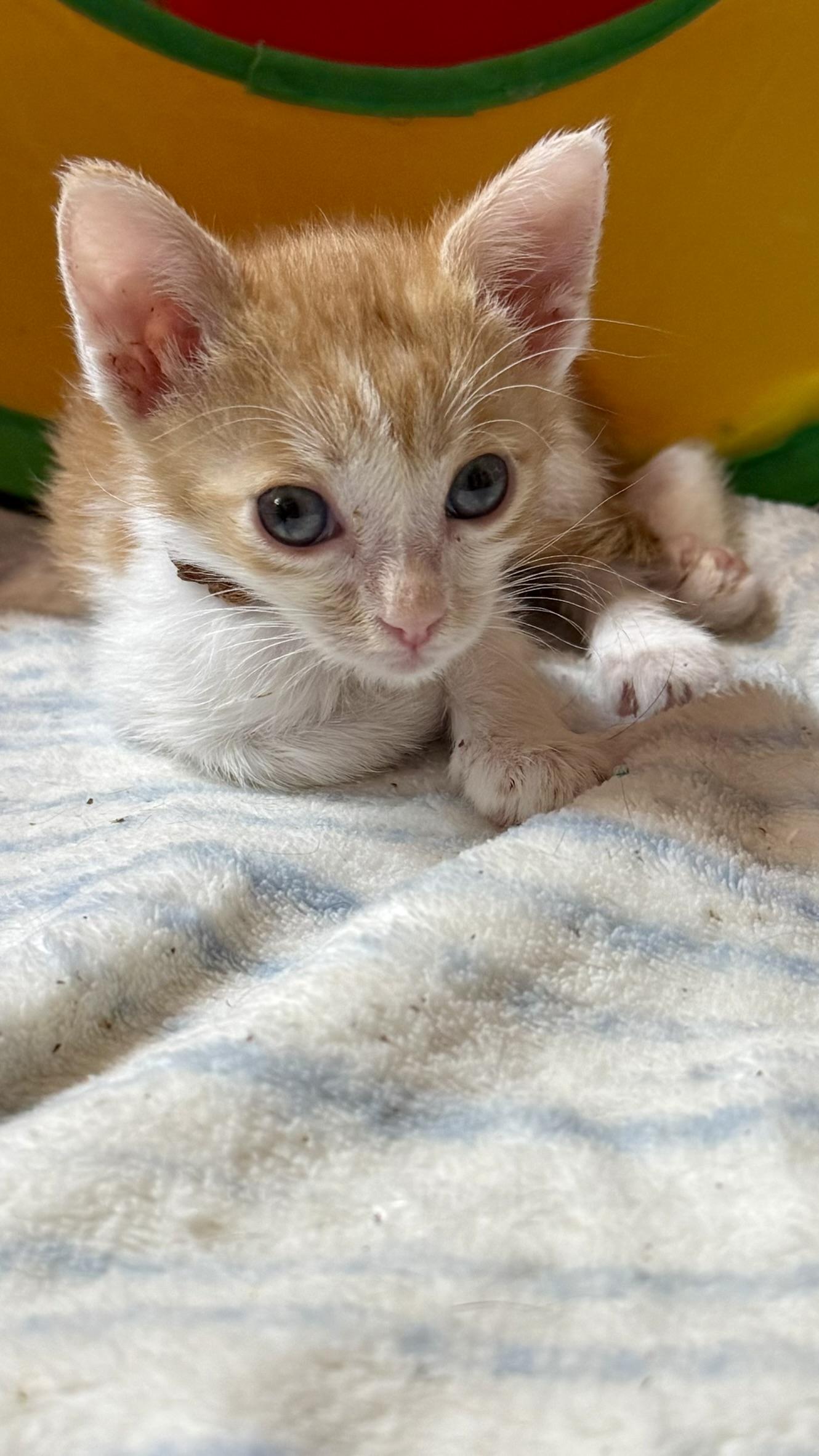 Enlarge Lore, a Adoptable Domestic Short Hair in Glendale, AZ image 4/5