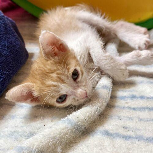 Enlarge Lore, a Adoptable Domestic Short Hair in Glendale, AZ image 5/5