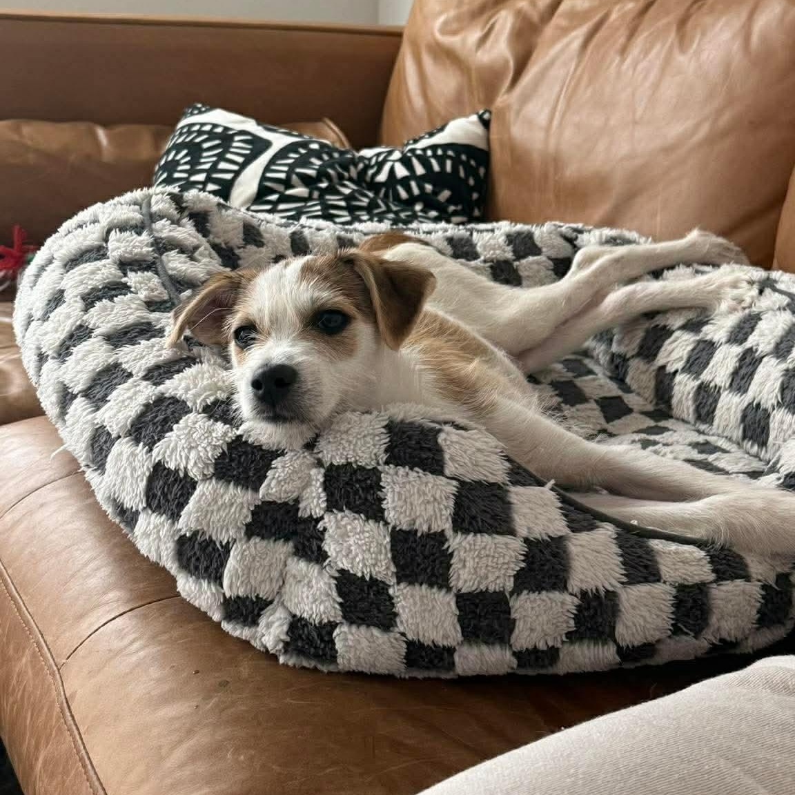 Enlarge Brooks, an adopted Terrier in Winchester, VA image 4/6