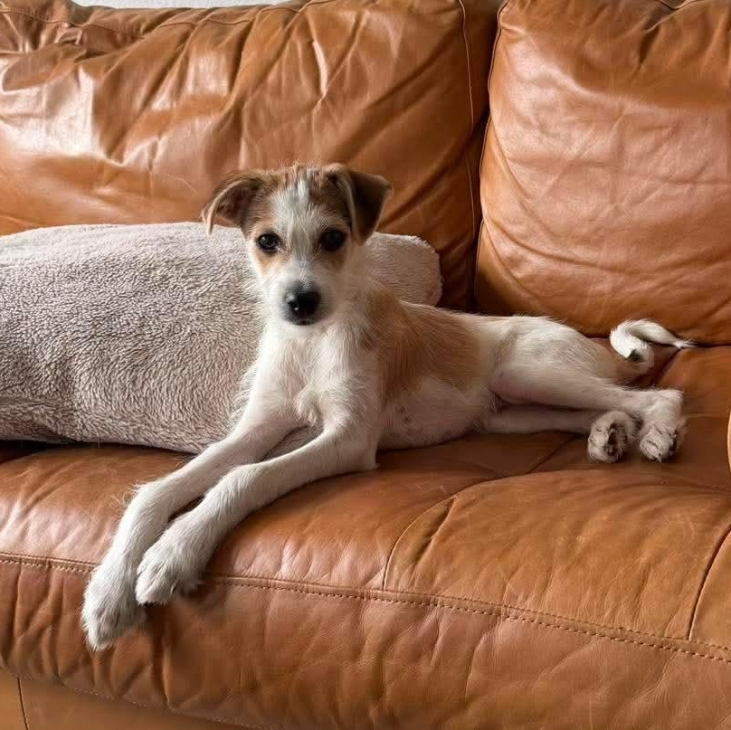 Enlarge Brooks, an adopted Terrier in Winchester, VA image 2/6