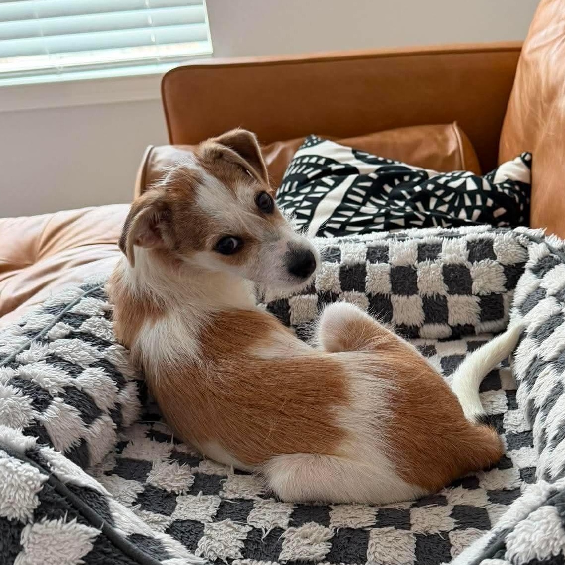 Enlarge Brooks, an adopted Terrier in Winchester, VA image 5/6