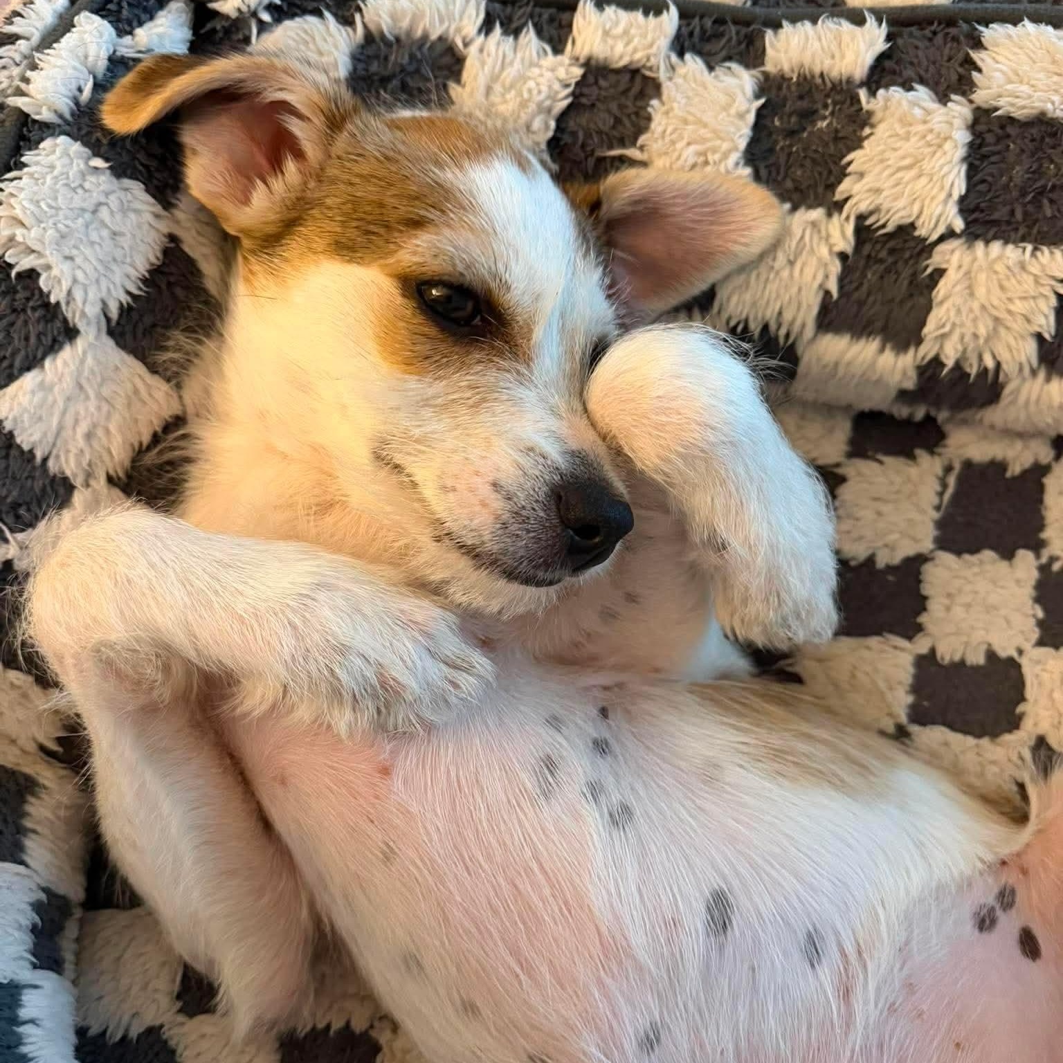 Enlarge Brooks, an adopted Terrier in Winchester, VA image 1/6