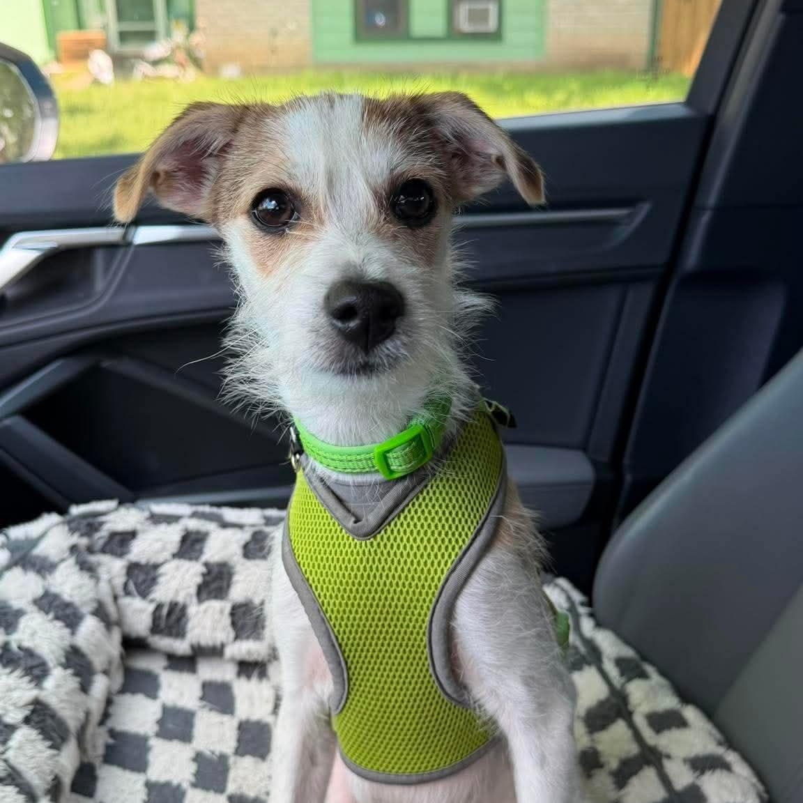 Enlarge Brooks, an adopted Terrier in Winchester, VA image 6/6