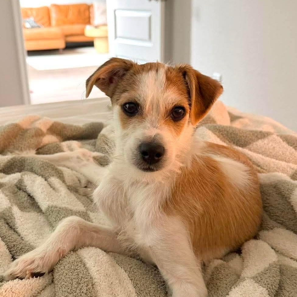 Enlarge Brooks, an adopted Terrier in Winchester, VA image 3/6