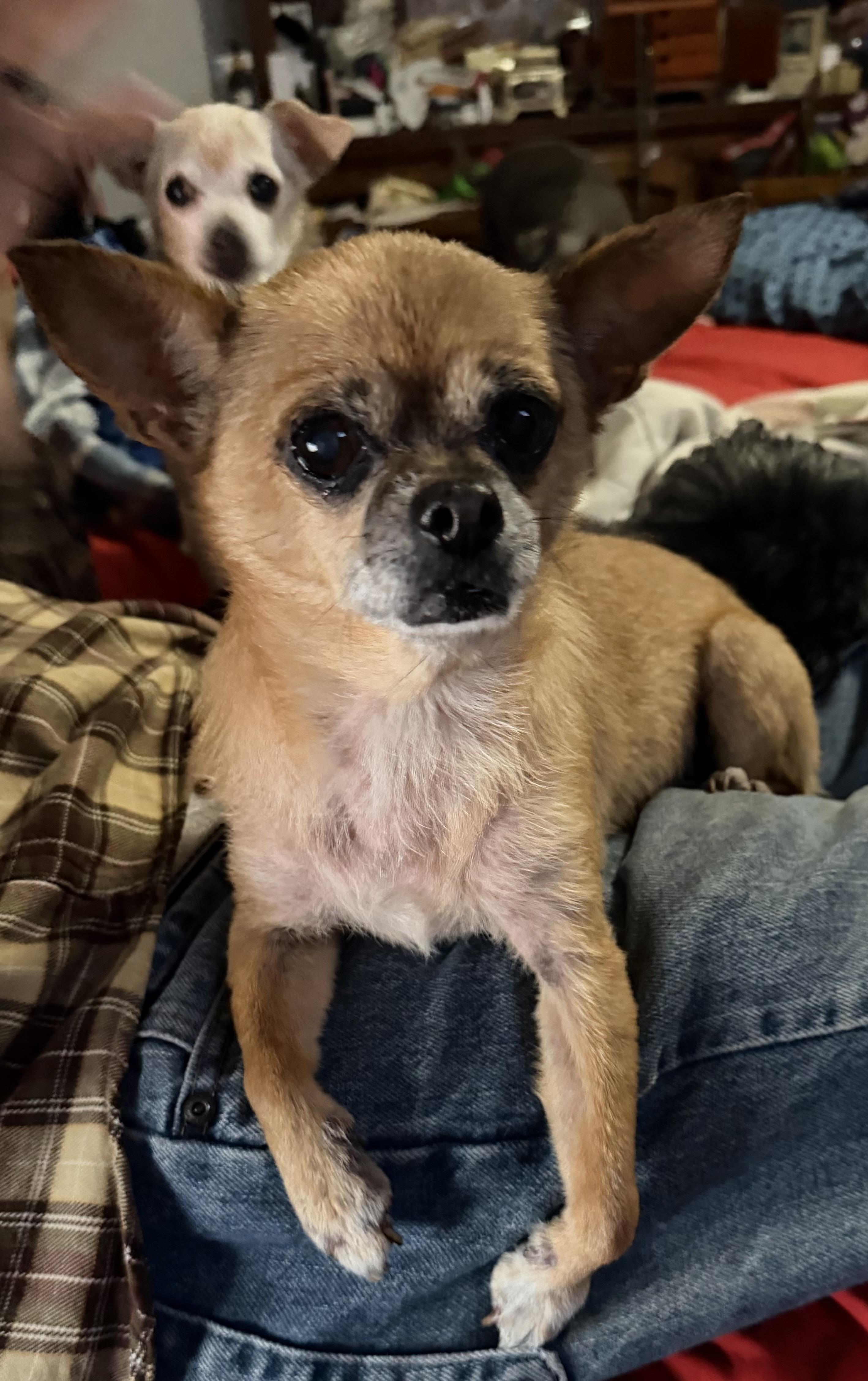 Enlarge Punkin, a Adoptable Chihuahua in Fort Worth, TX image 1/1
