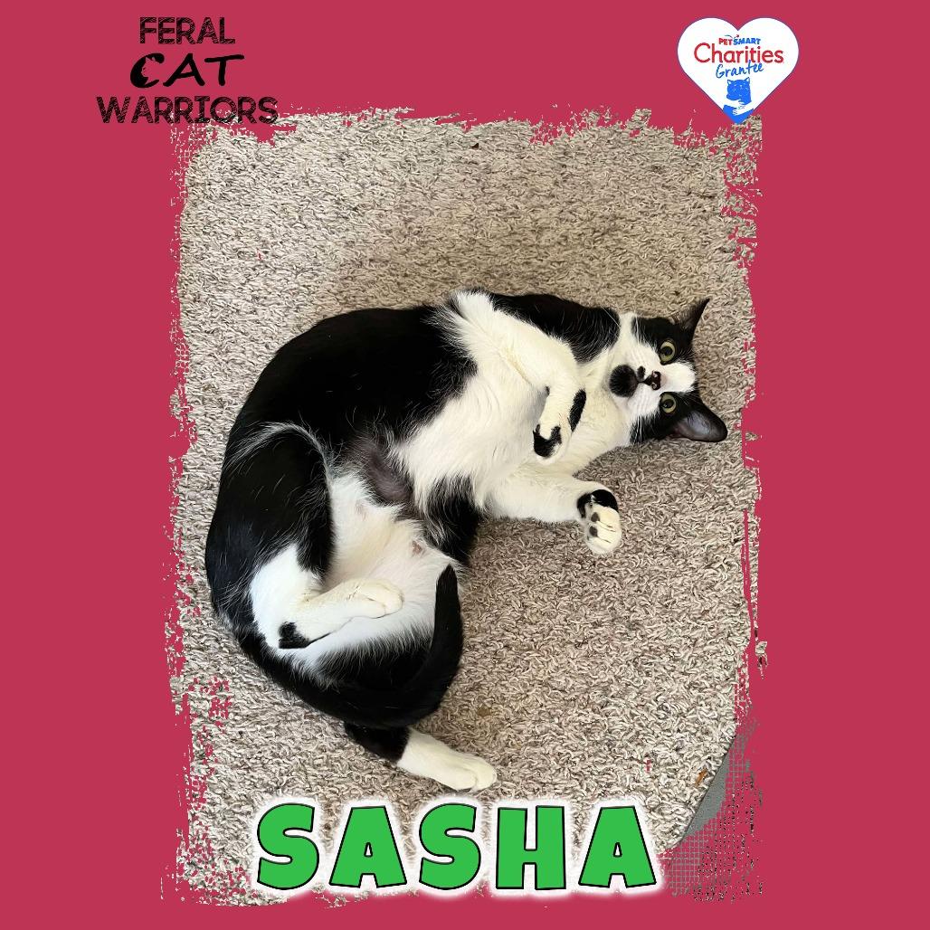 Sasha, Adoptable, Adult Female Domestic Short Hair.