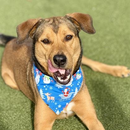 Noggin, Adoptable, Adult Male Mixed Breed & Mixed Breed.