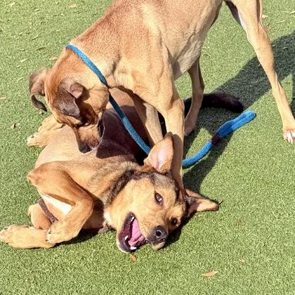 Enlarge Noggin, a Adoptable mixed breed in Largo, FL image 2/3