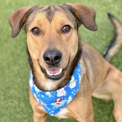 Enlarge Noggin, a Adoptable mixed breed in Largo, FL image 3/3